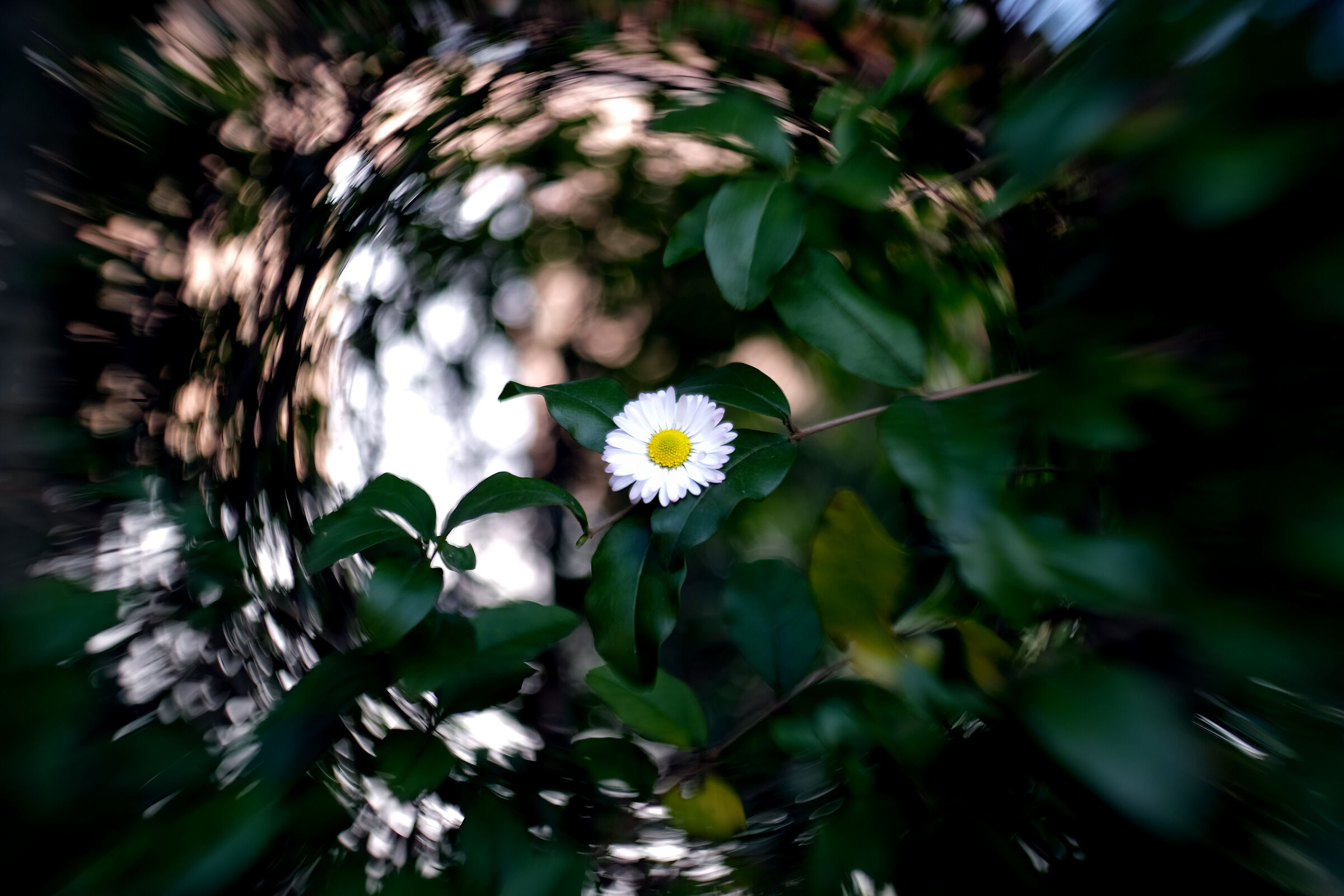 Blurred creative Mir 1b 37mm