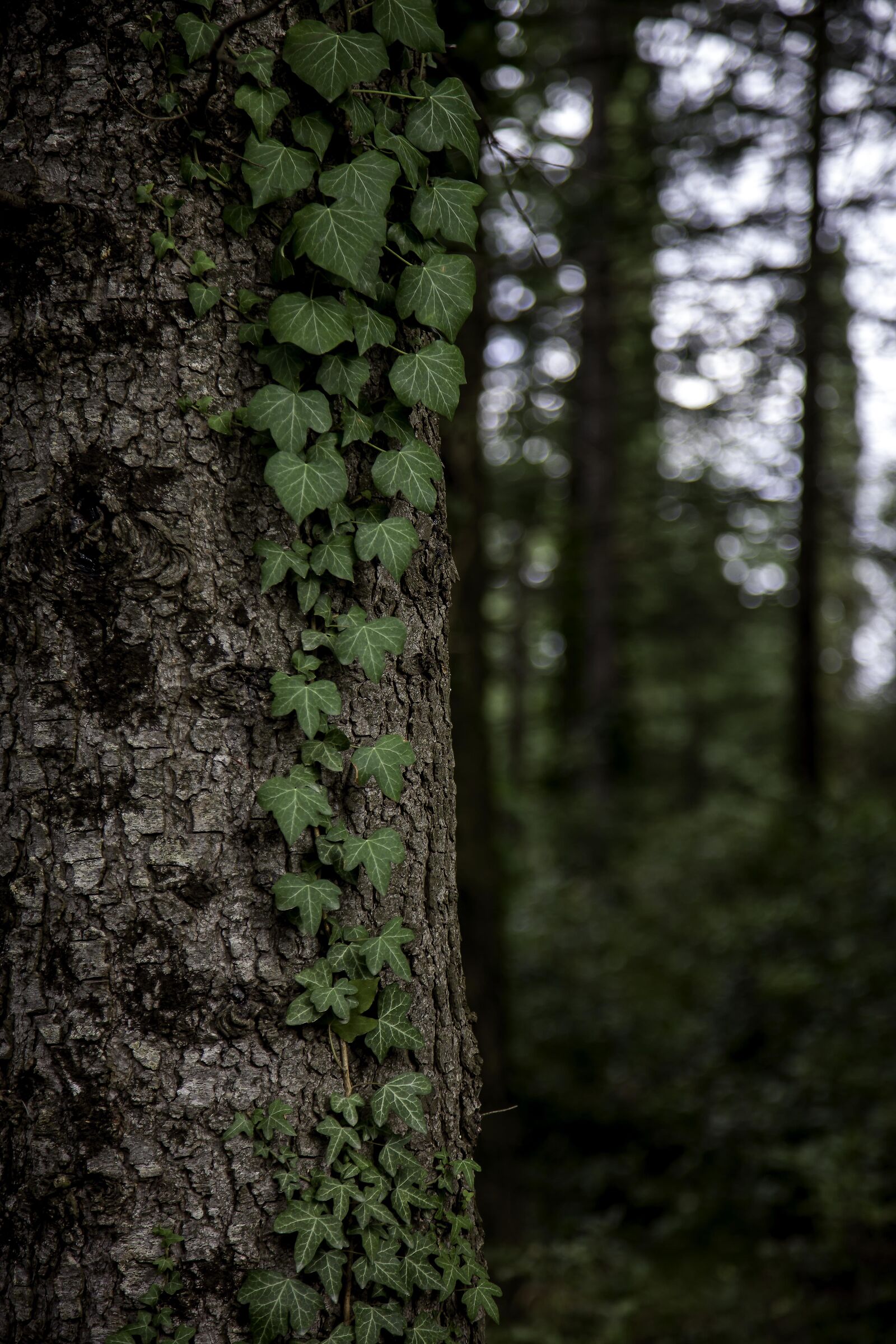 Gloomy morning in a forest of Tuscany