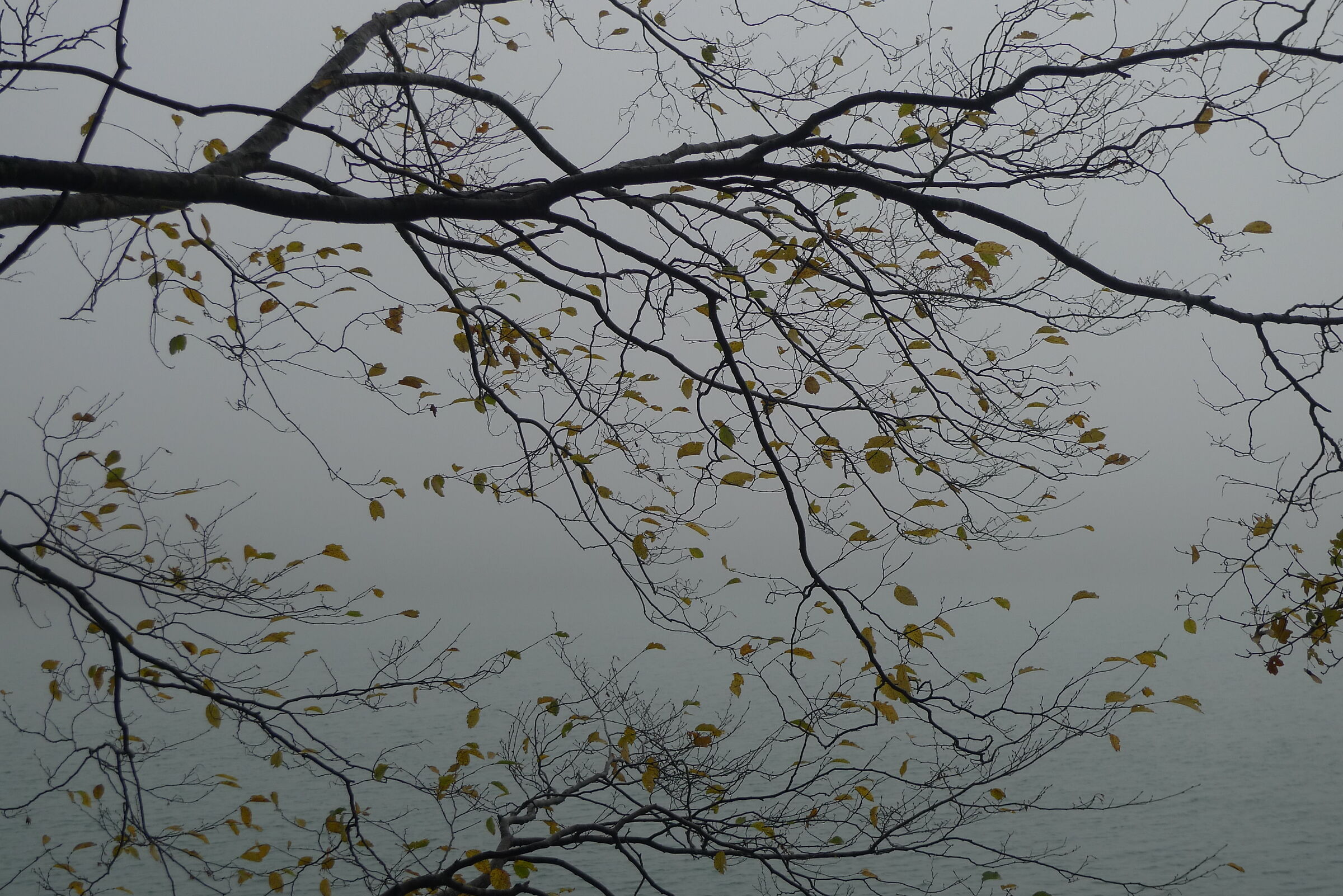 Leaves in the fog