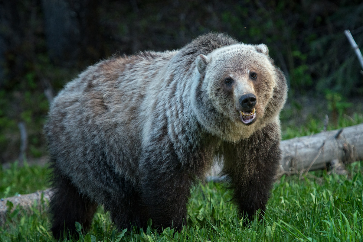 Grizzly in the Rockies
