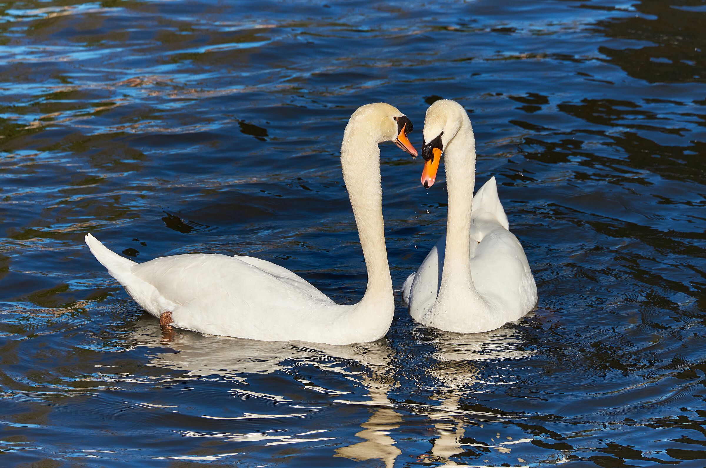 Swans