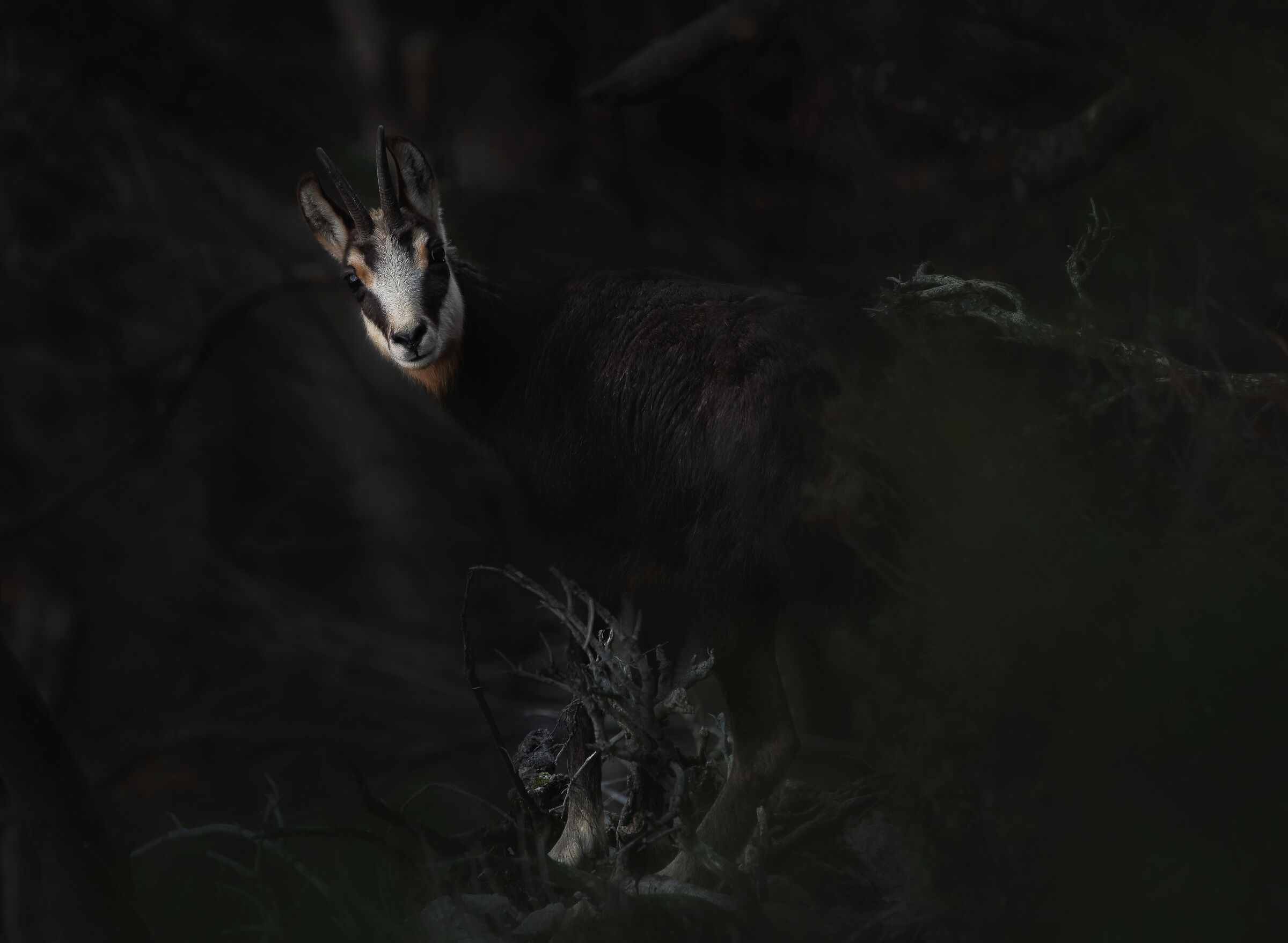 Nella foresta oscura