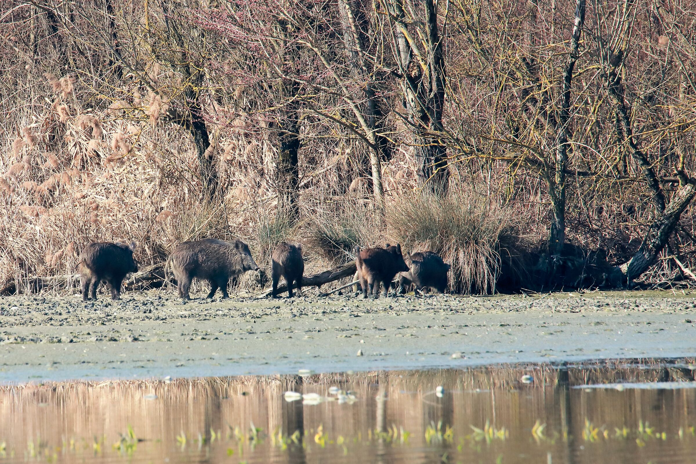 Passing Wild boar