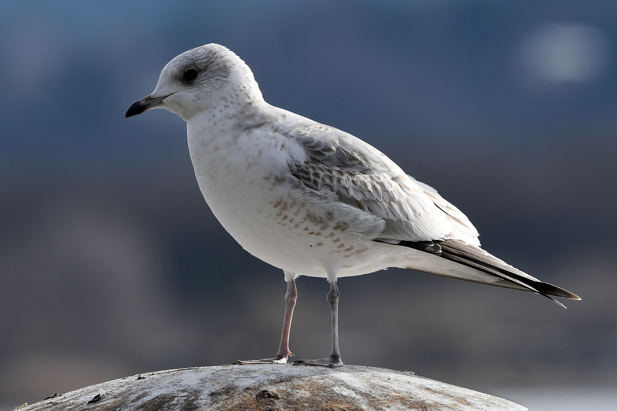 Larus canus