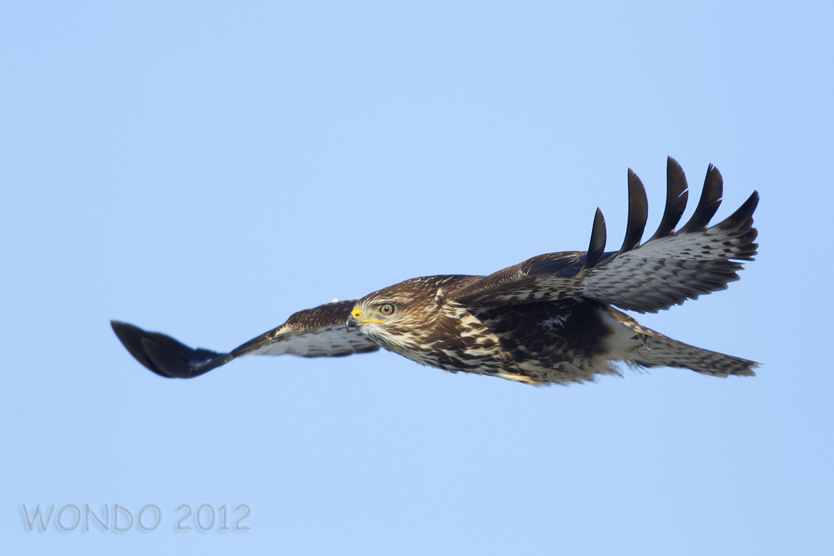 buzzard volo2