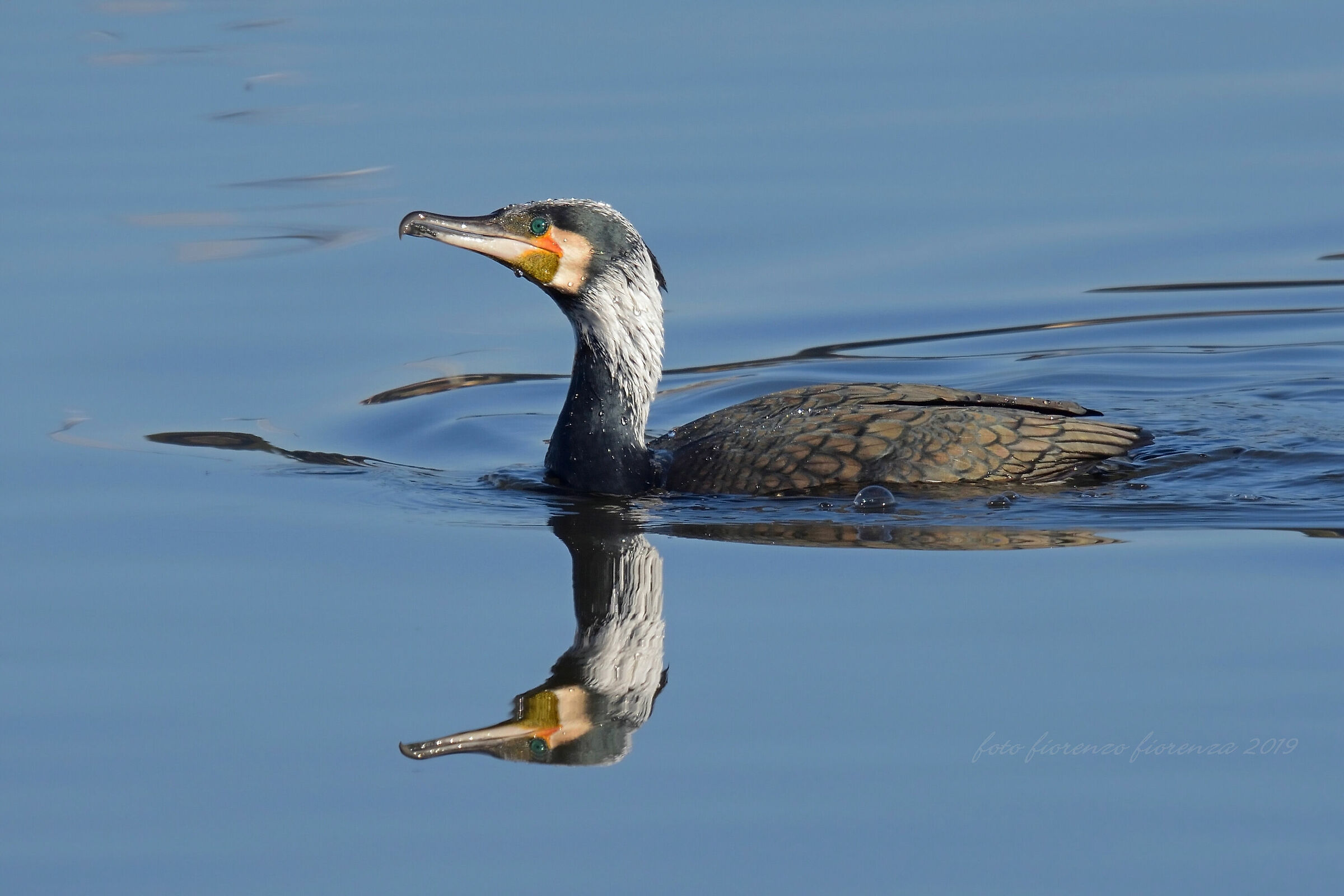 Cormorano