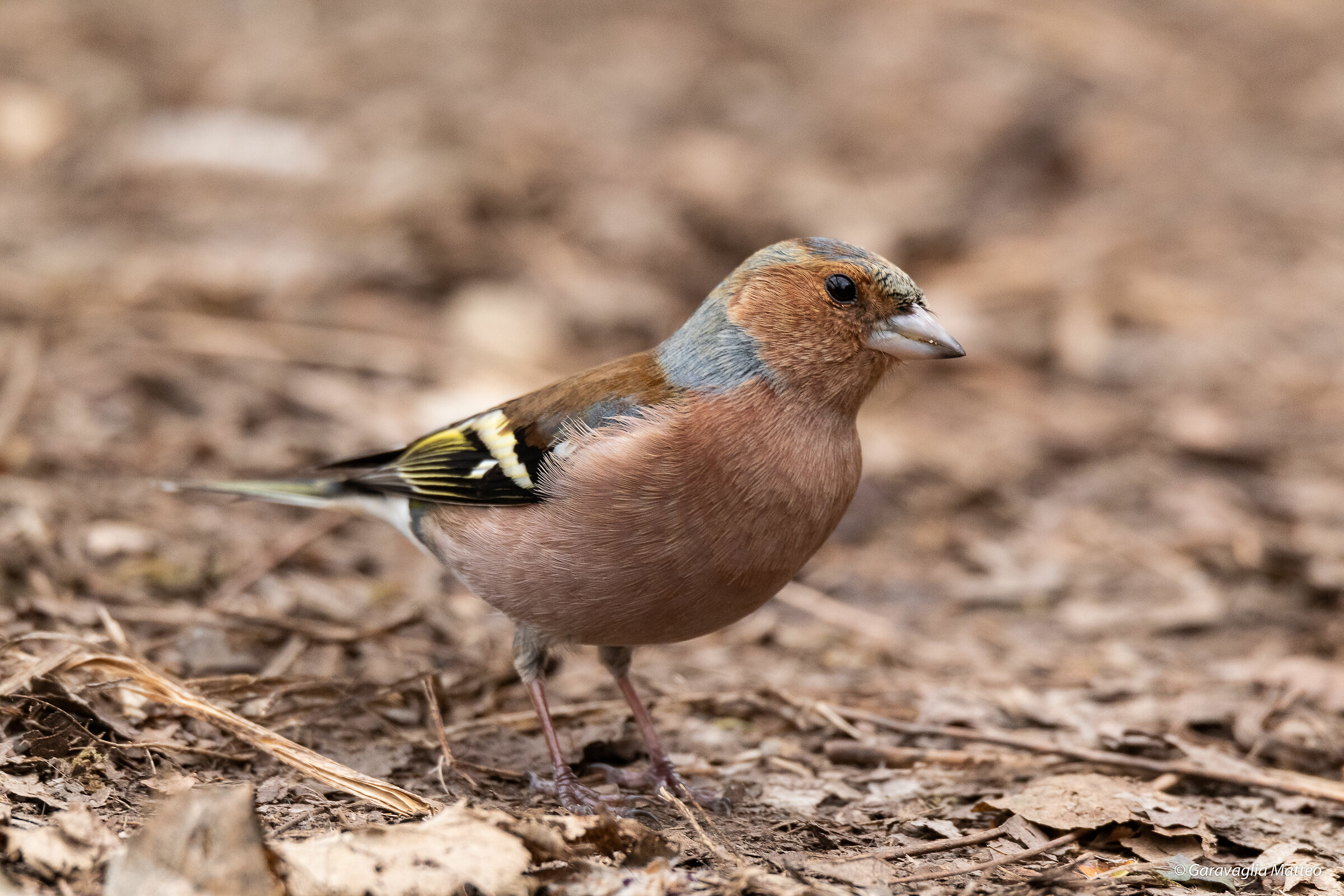 Chaffinch