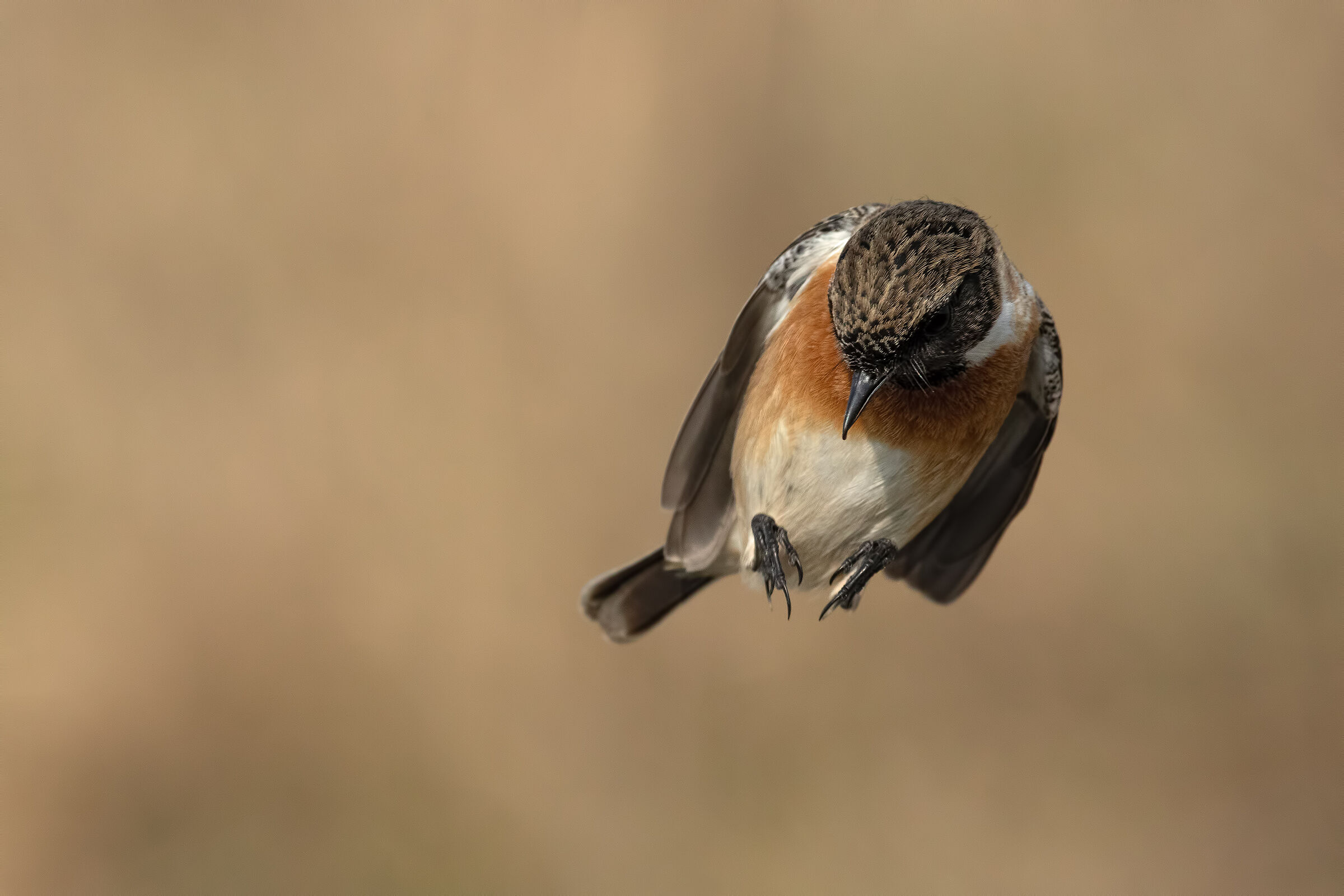 Saltimpalo-European Stonechat