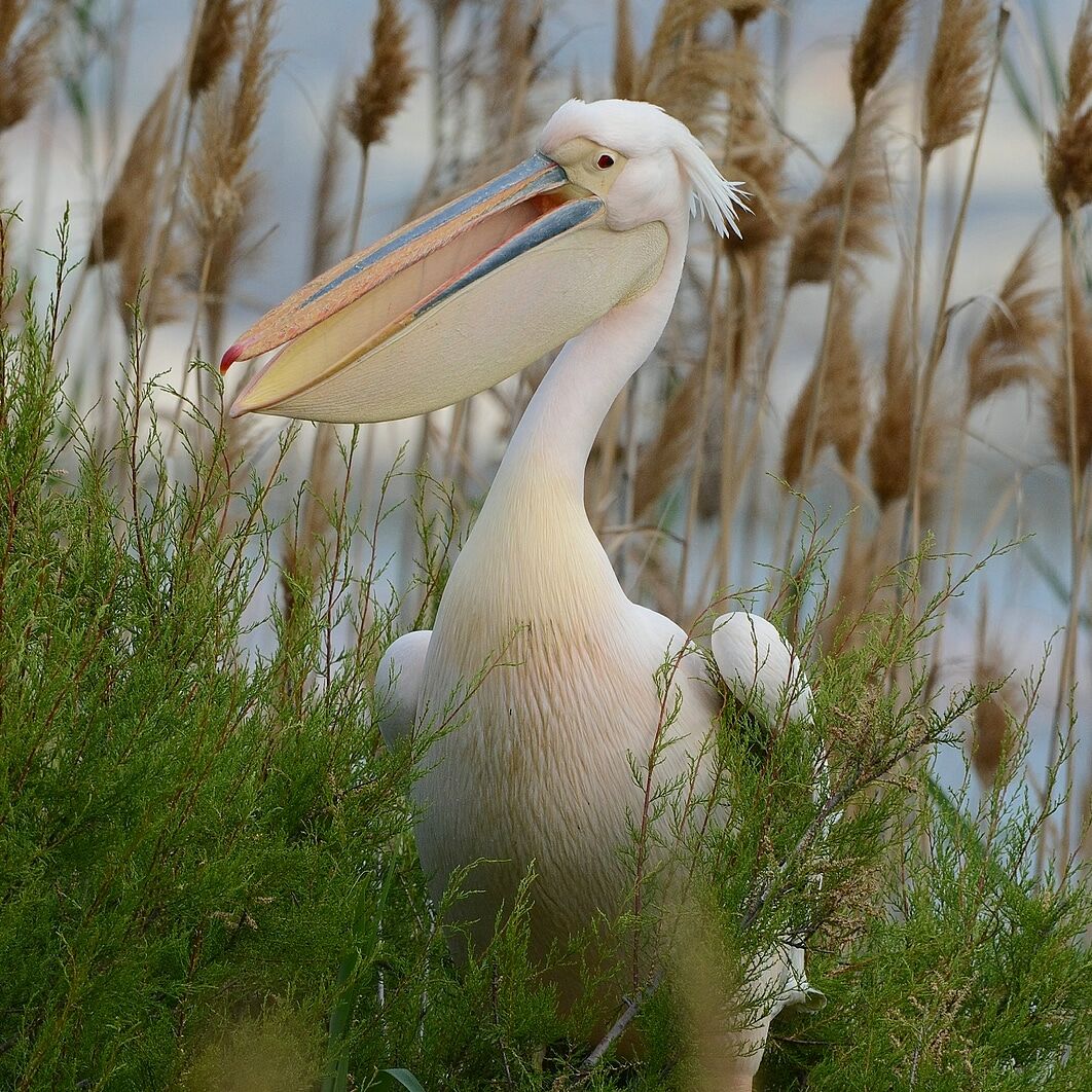 Pelican
