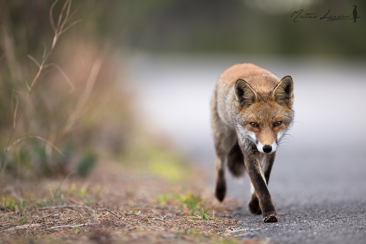 La passeggiata della volpe