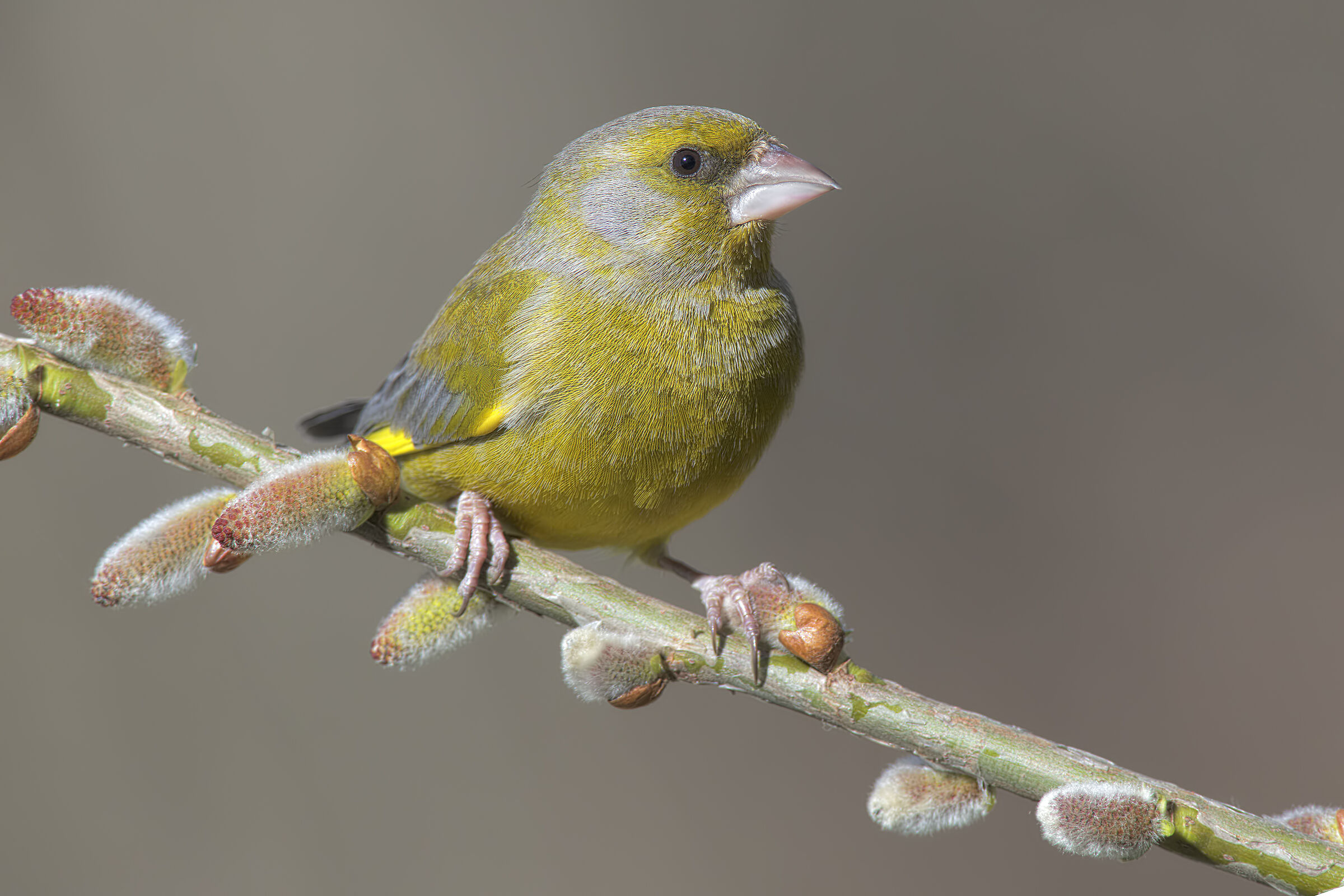 verdone solo soletto....