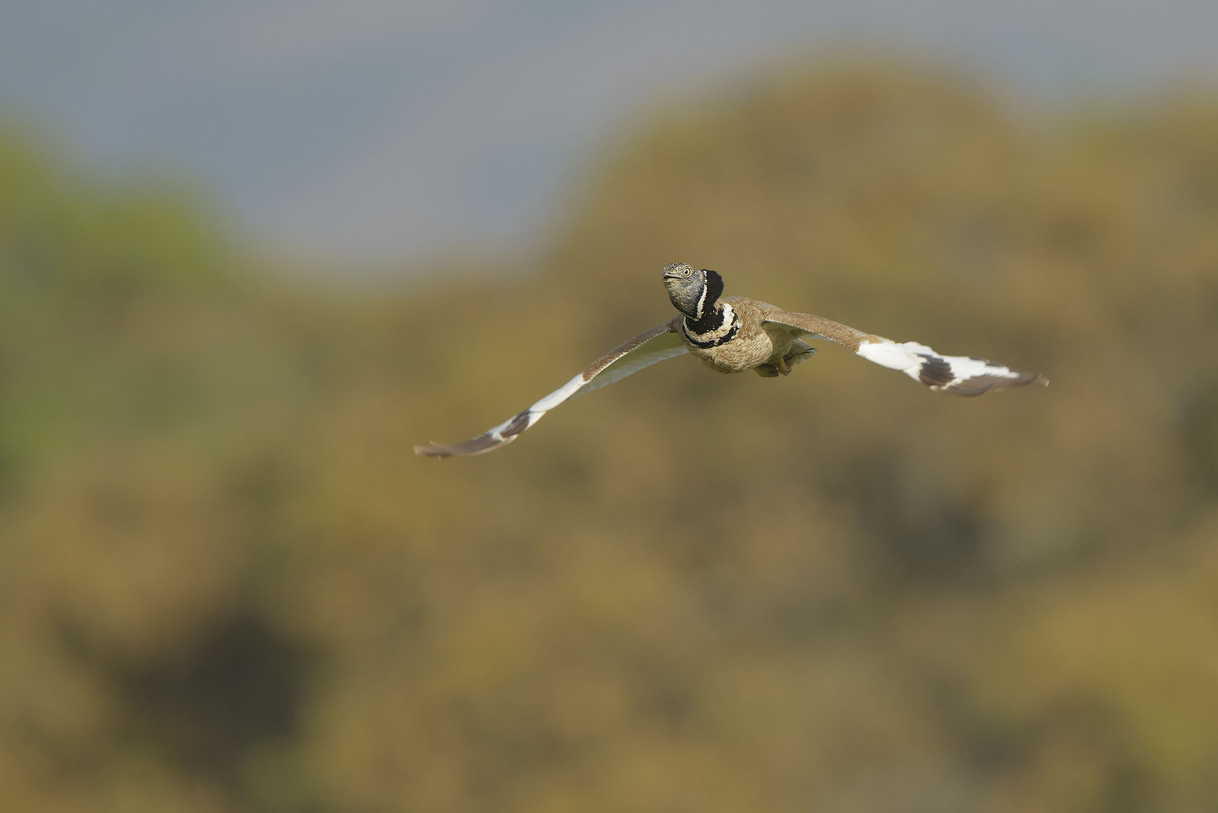 Male ' Prataiola ' in flight