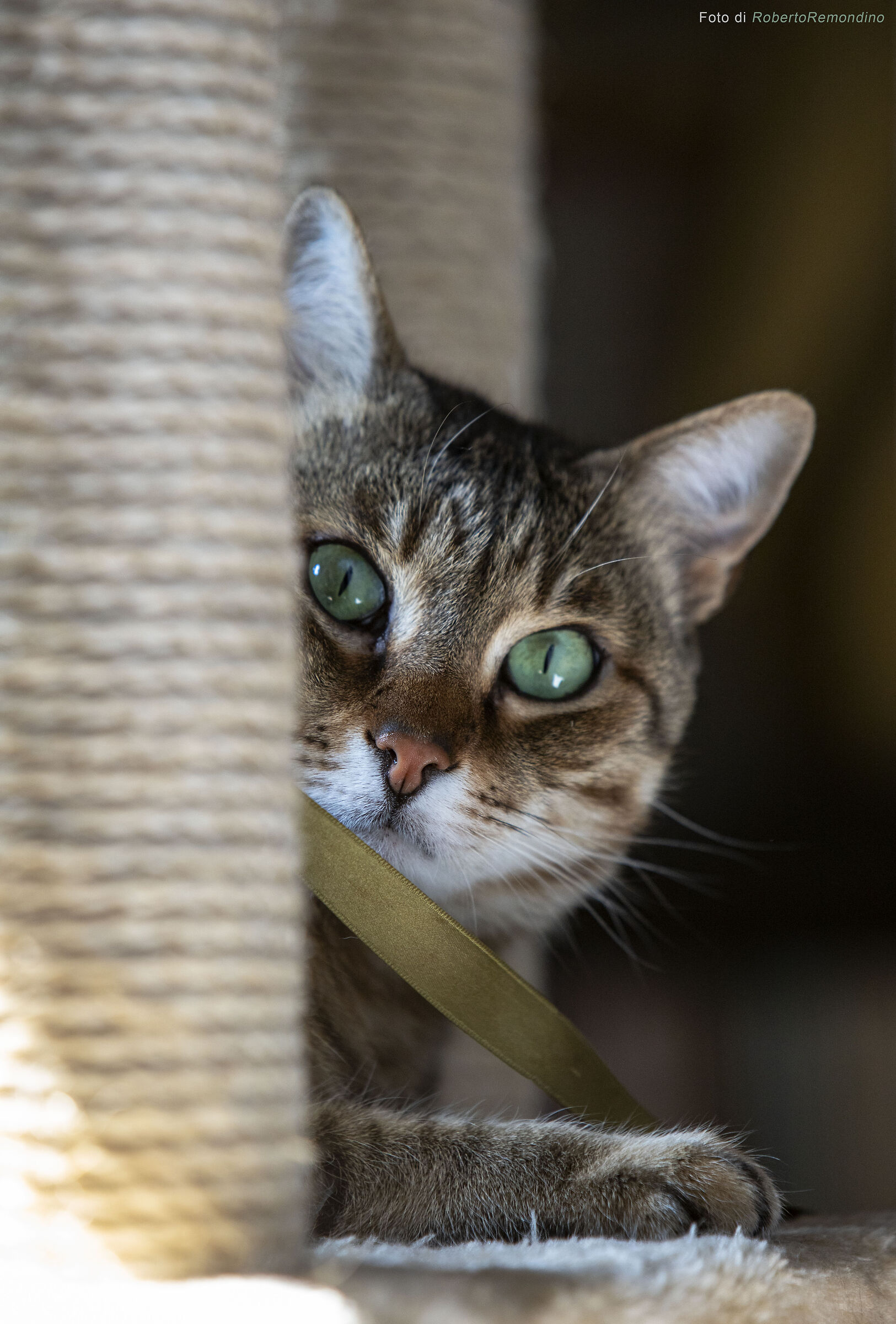 Wally sulla sua palestra