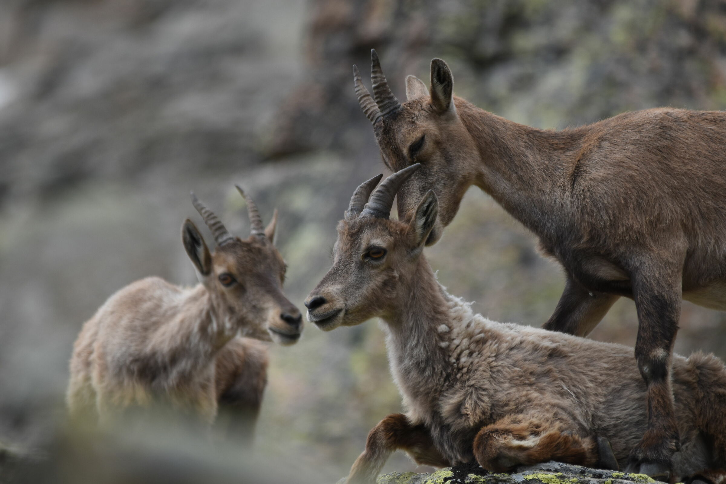 Young Ibex