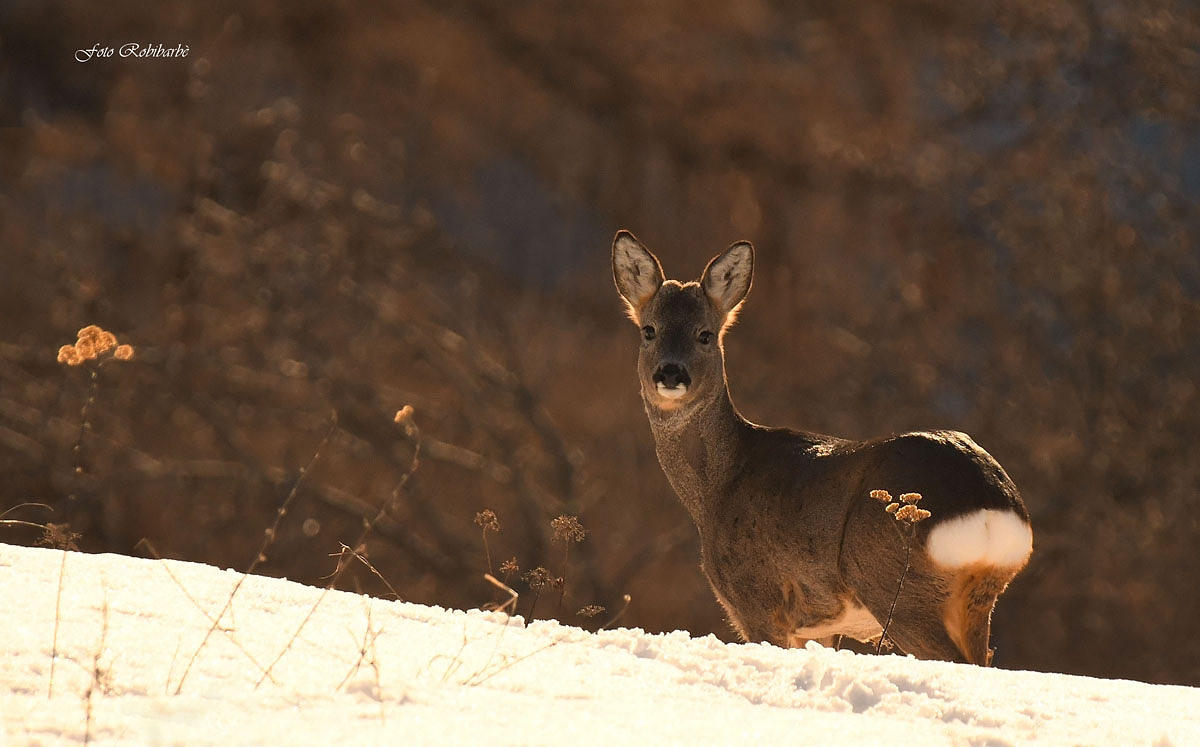 Backlight at sunset...