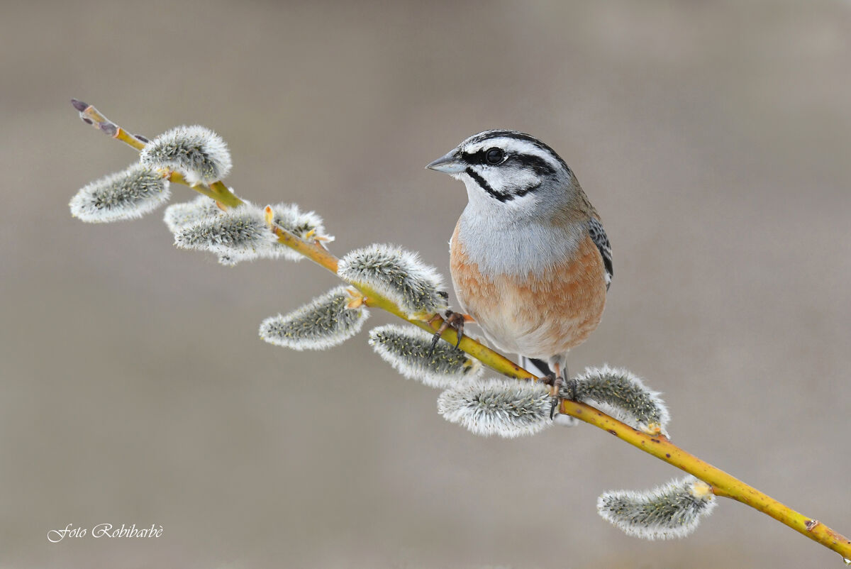 Muciatto... Spring...