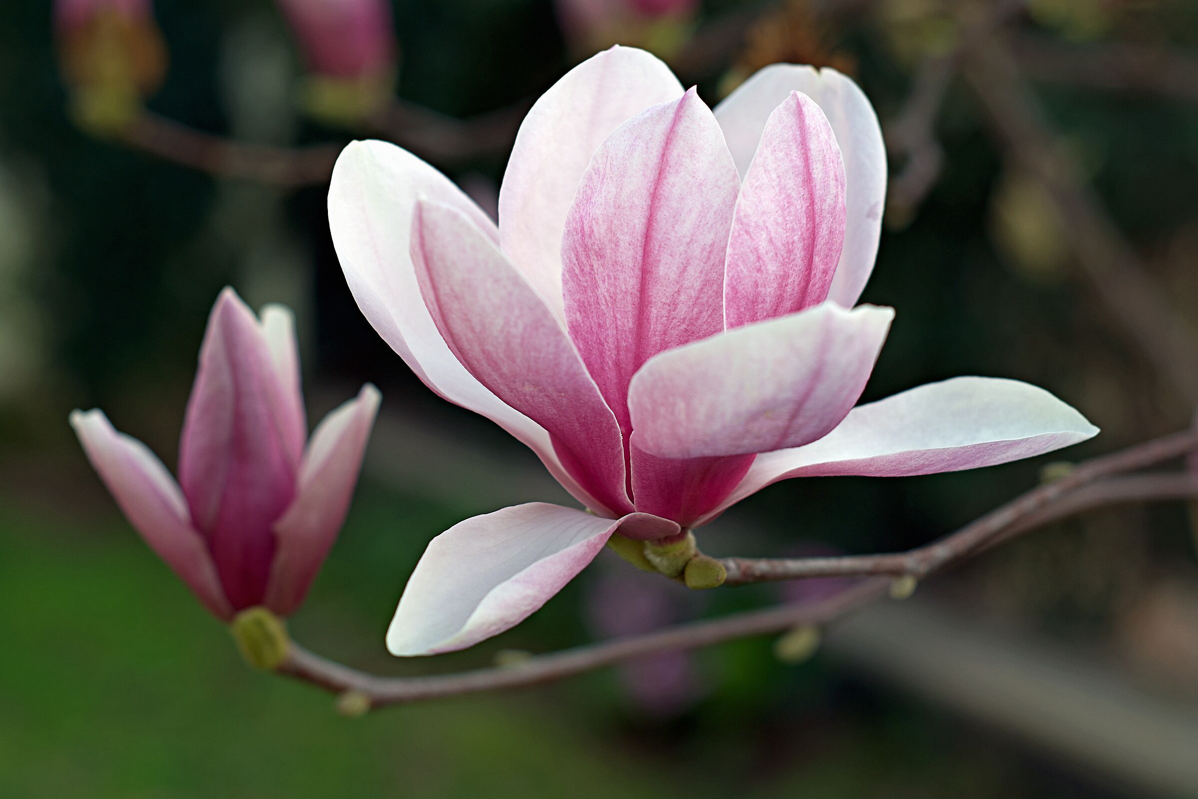 Magnolia Soulangeana