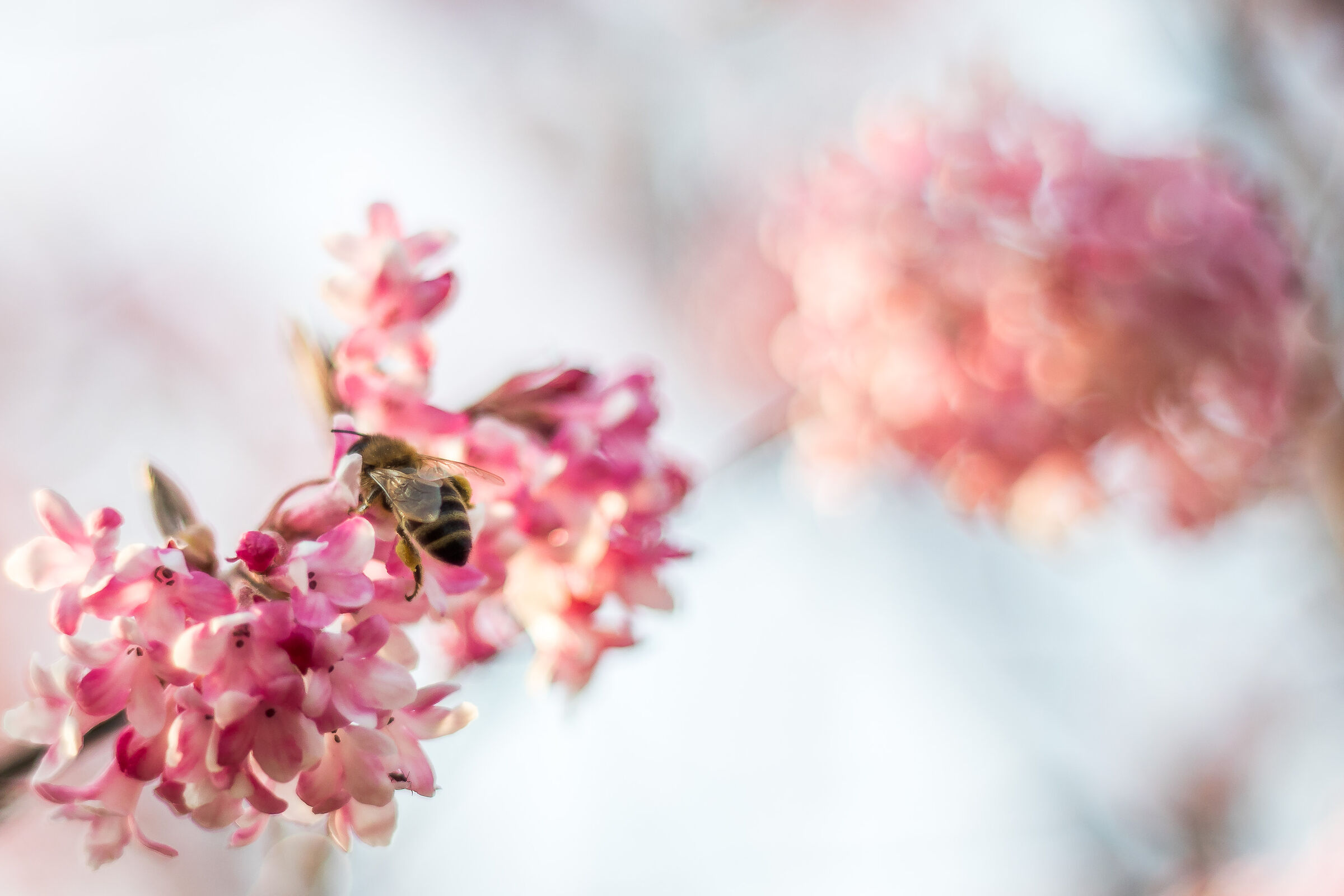 Primi scorci di primavera