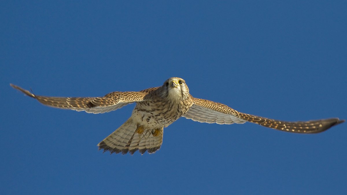 Il decollo frontale del Gheppio