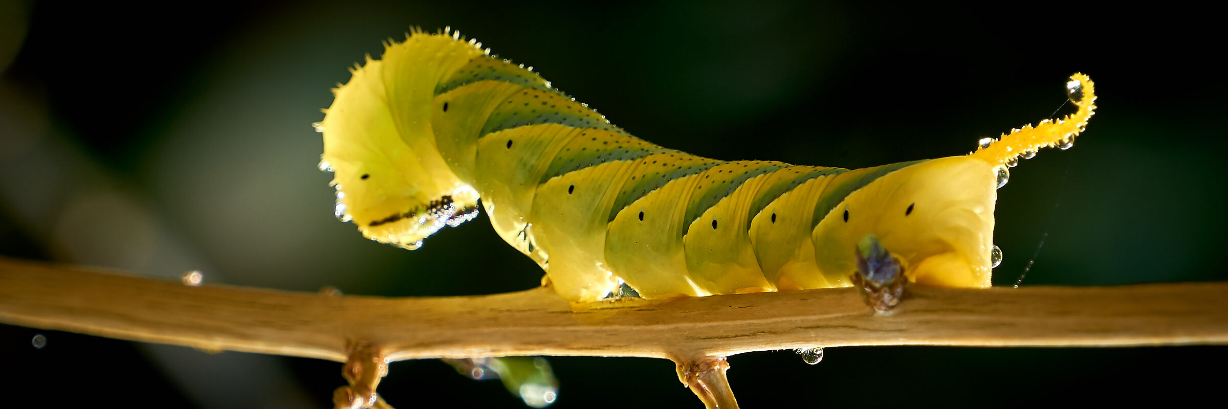 Bruco Testa di Morto