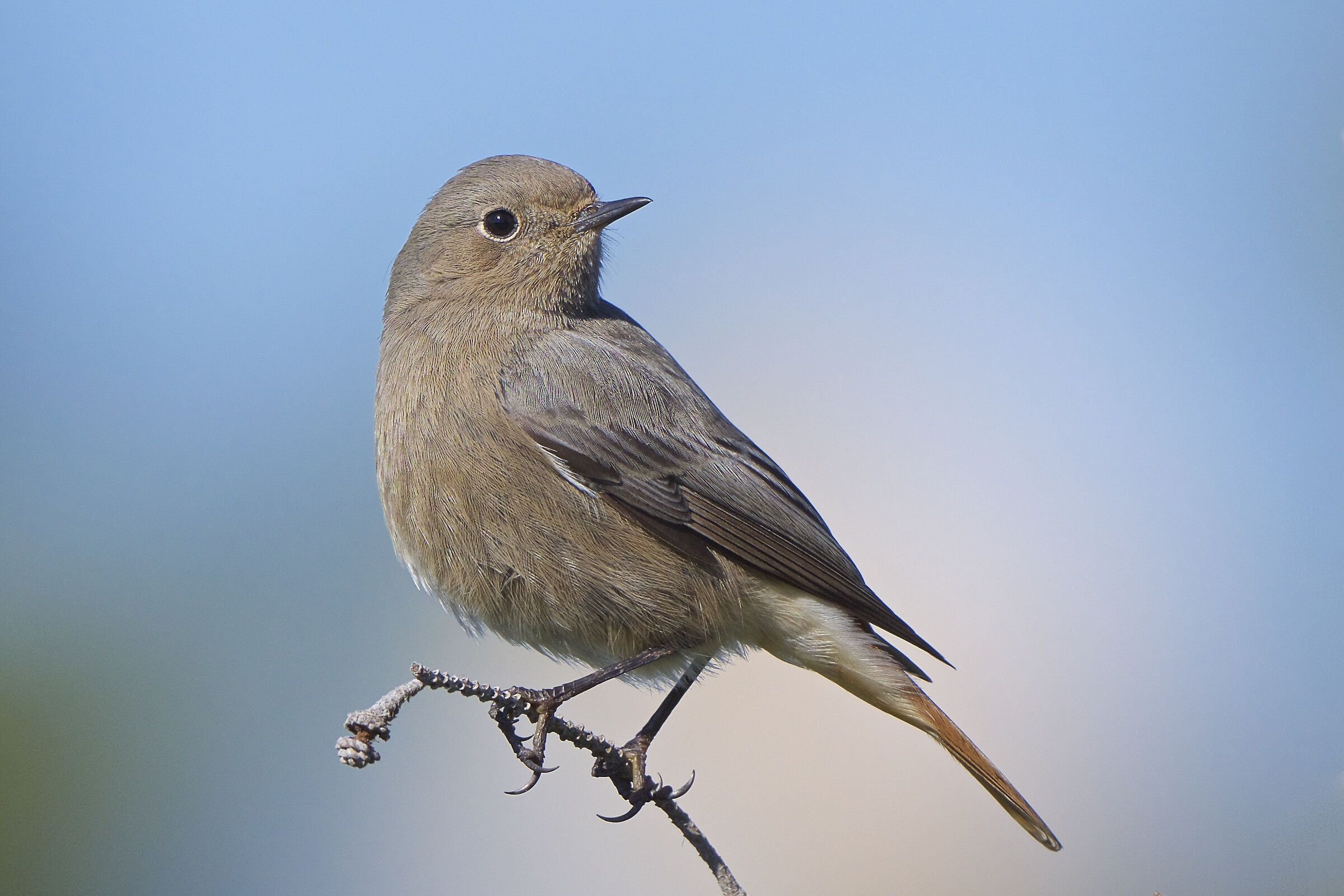 Codirosso spazzacamino