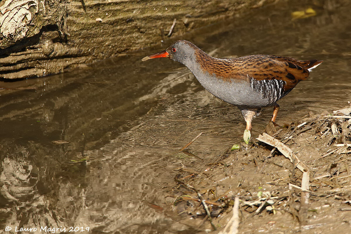 Water Rail