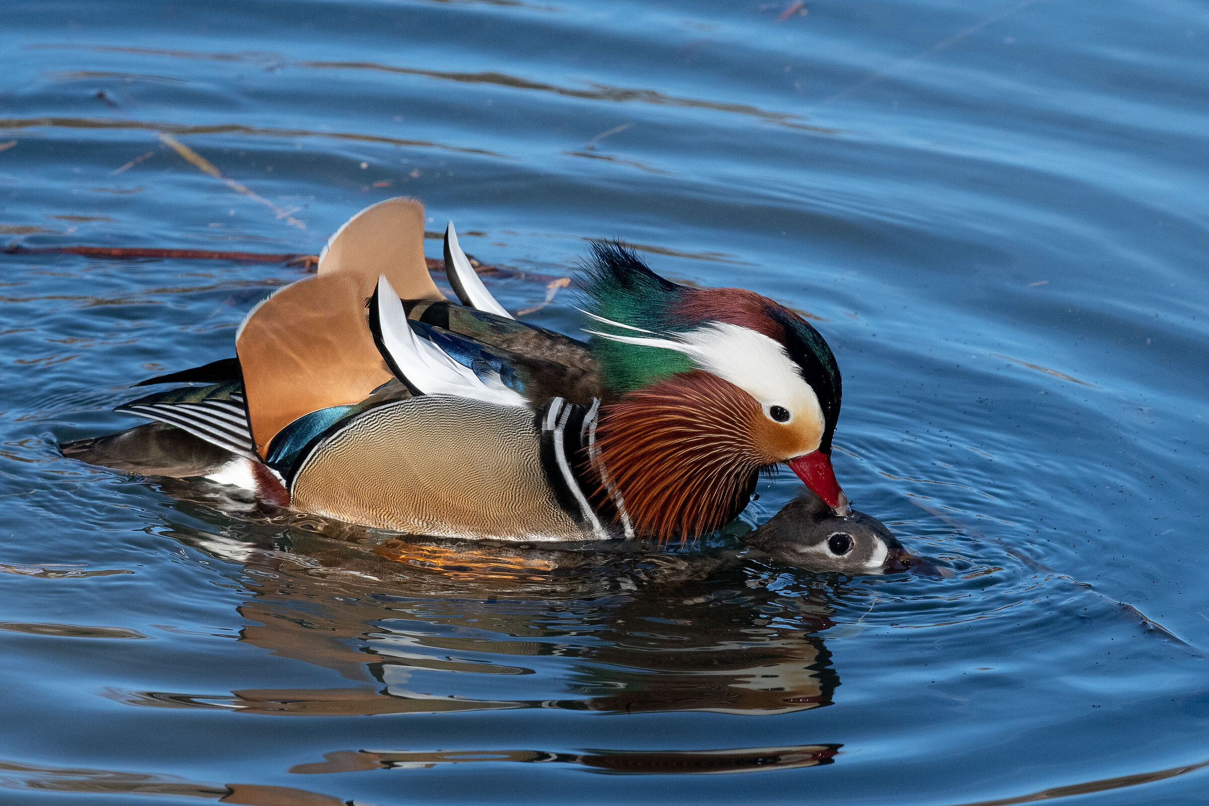 Mandarine in "action"