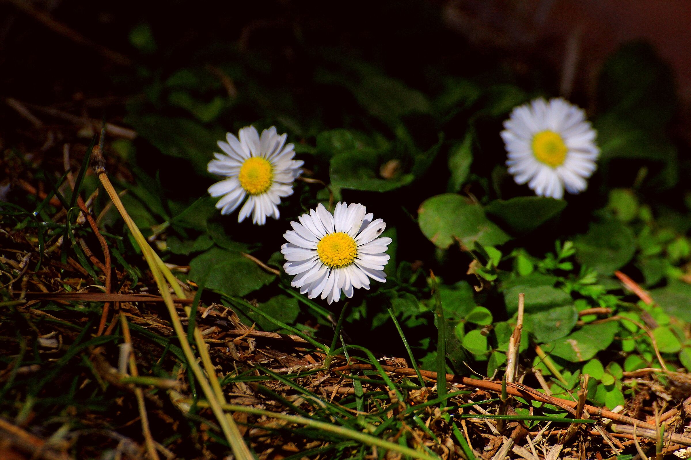 Wild Daisy