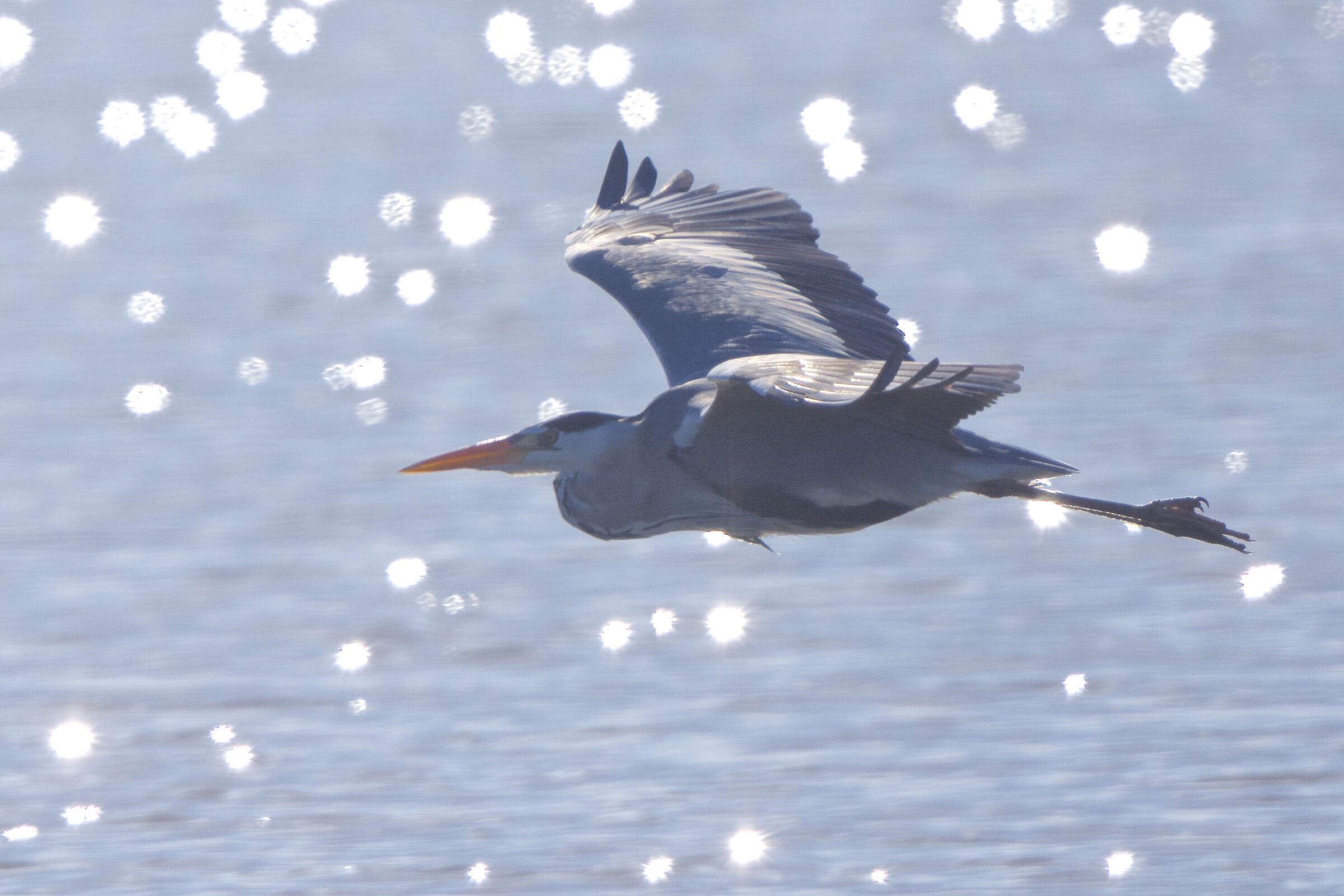 Cenerino in controluce