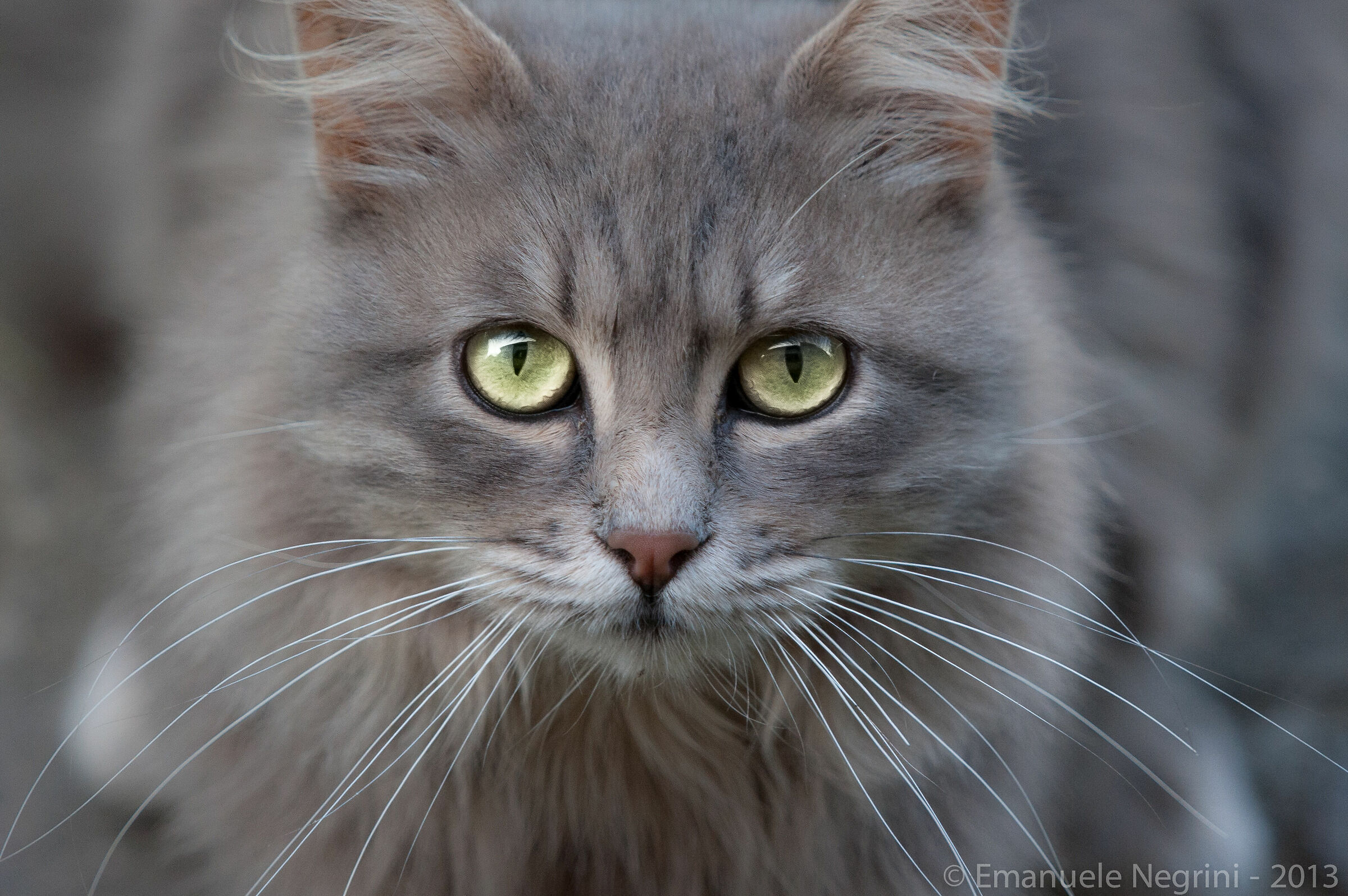 Mio 2013 apo-telyt 280/4