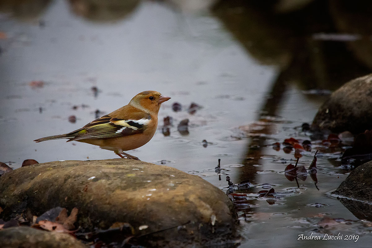 fringuello maschio ambientato ( fringilla coelebs)