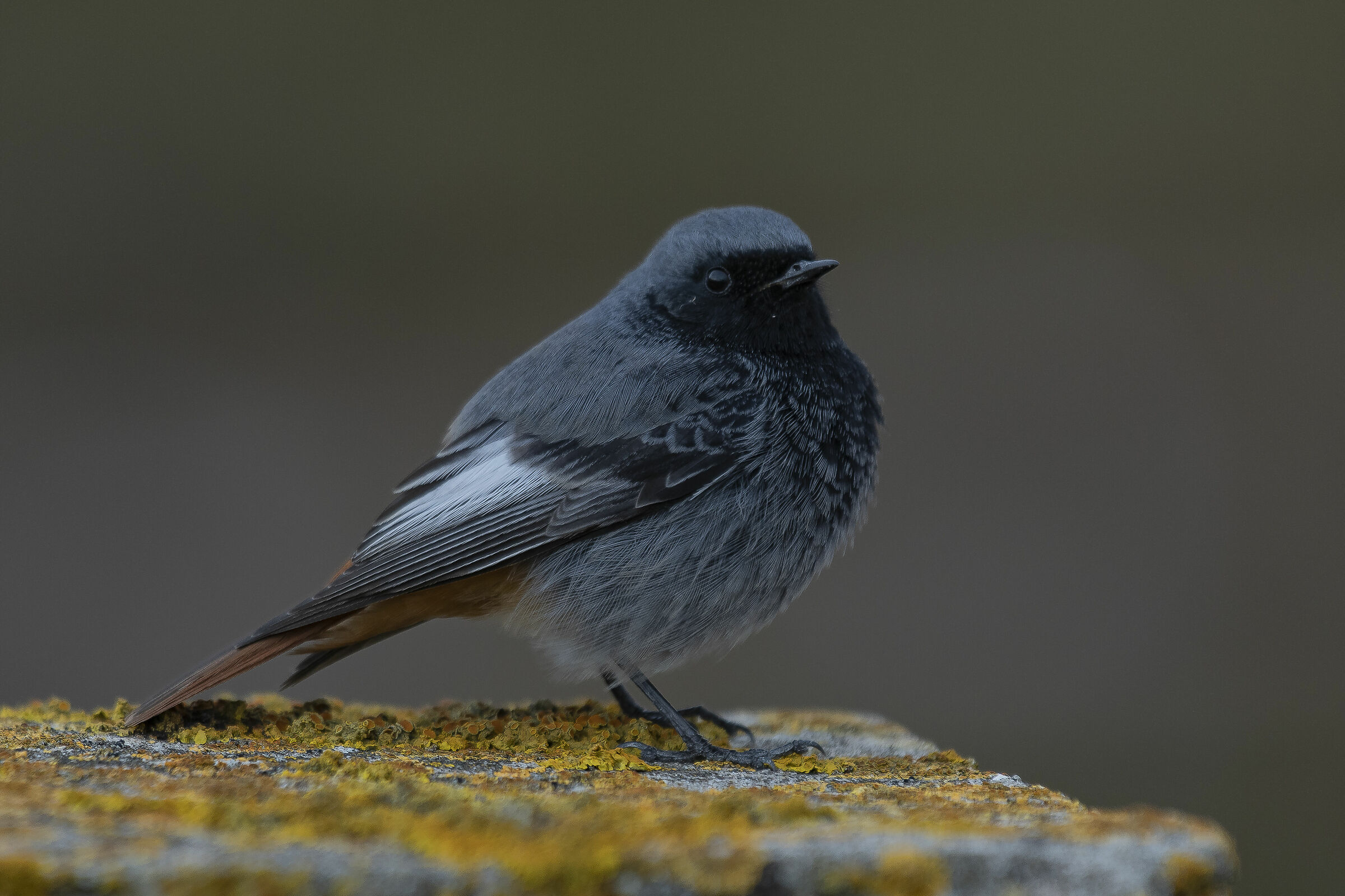 Codirosso spazzacamino
