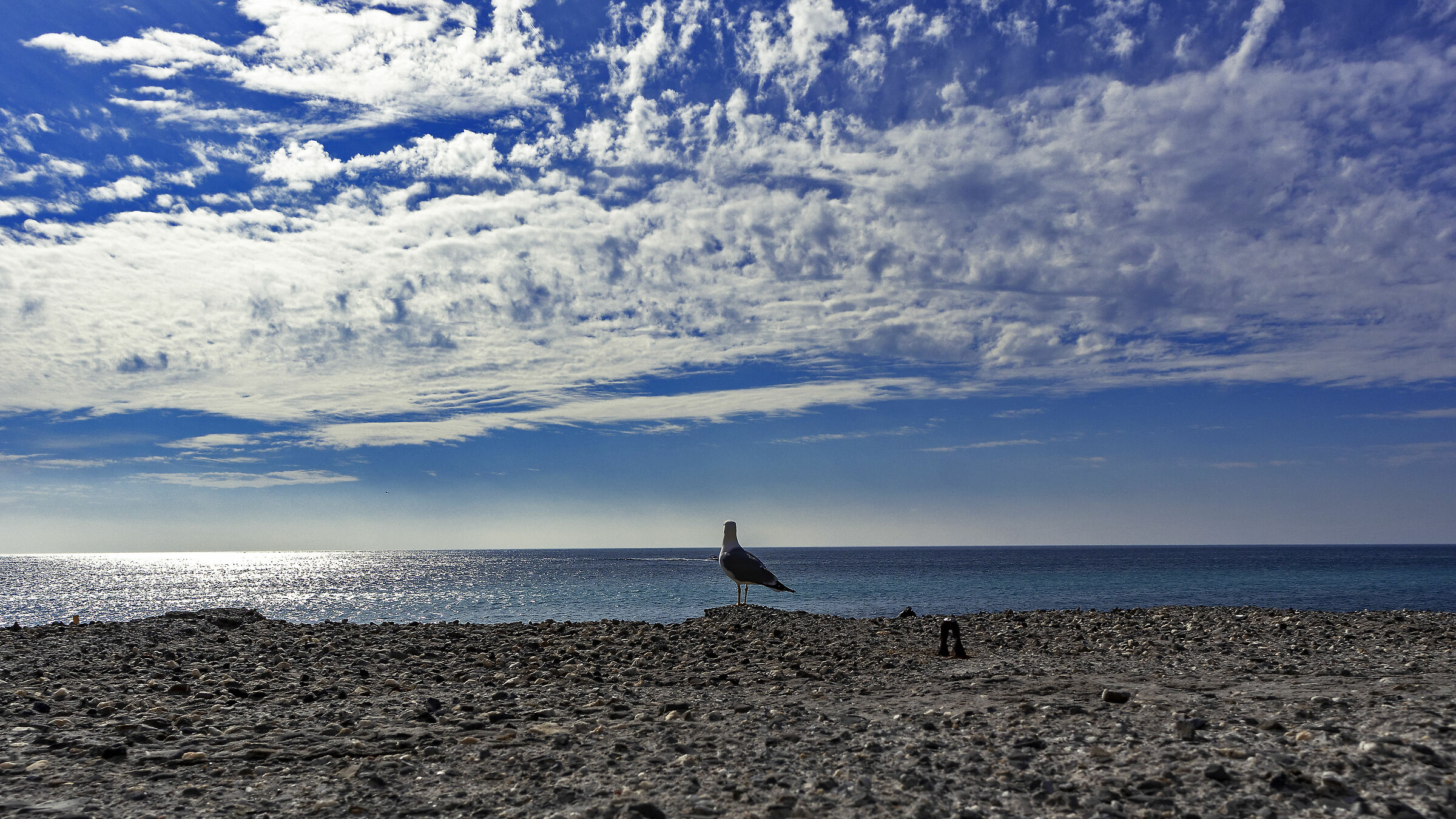 La gabbianella e il mare