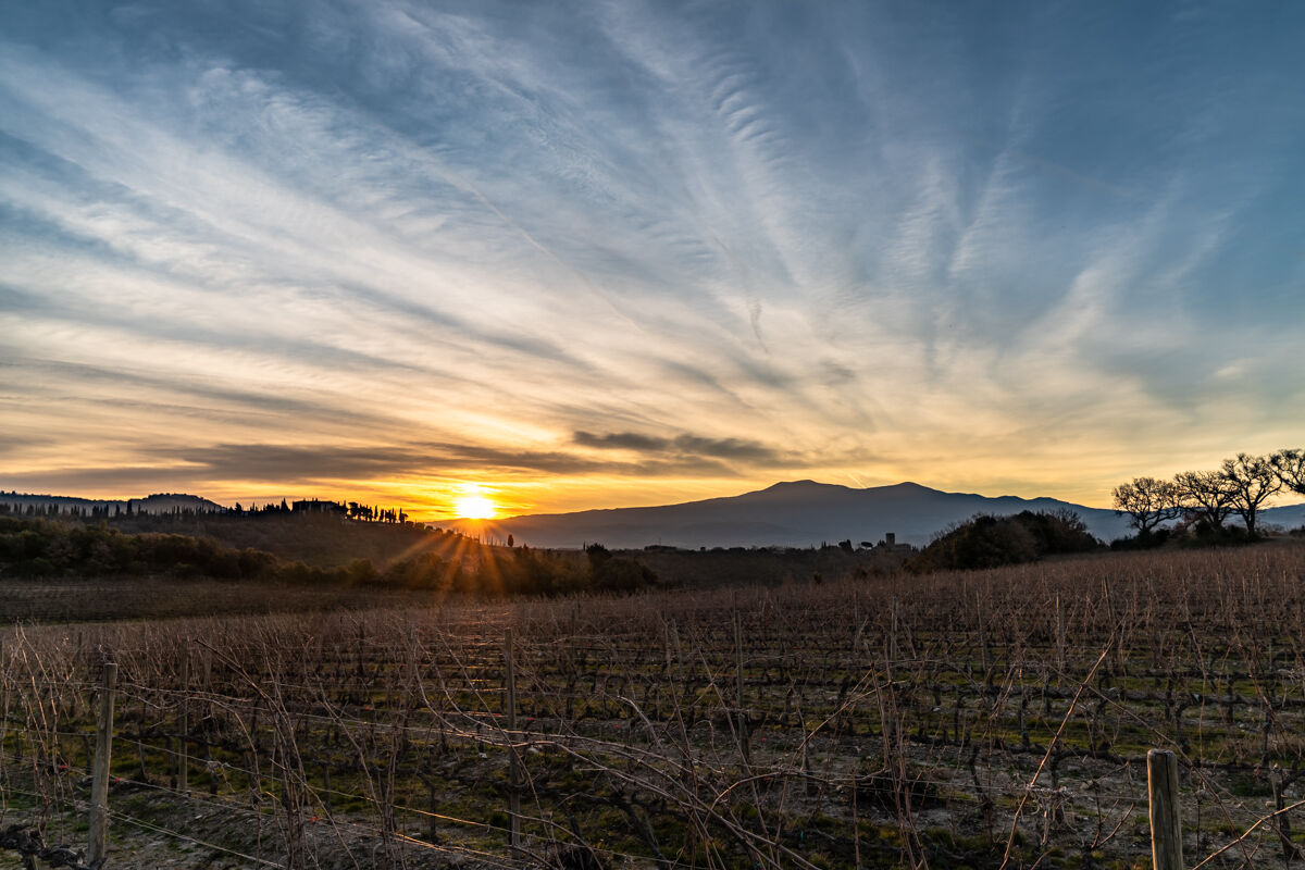 Vineyard Sunrise