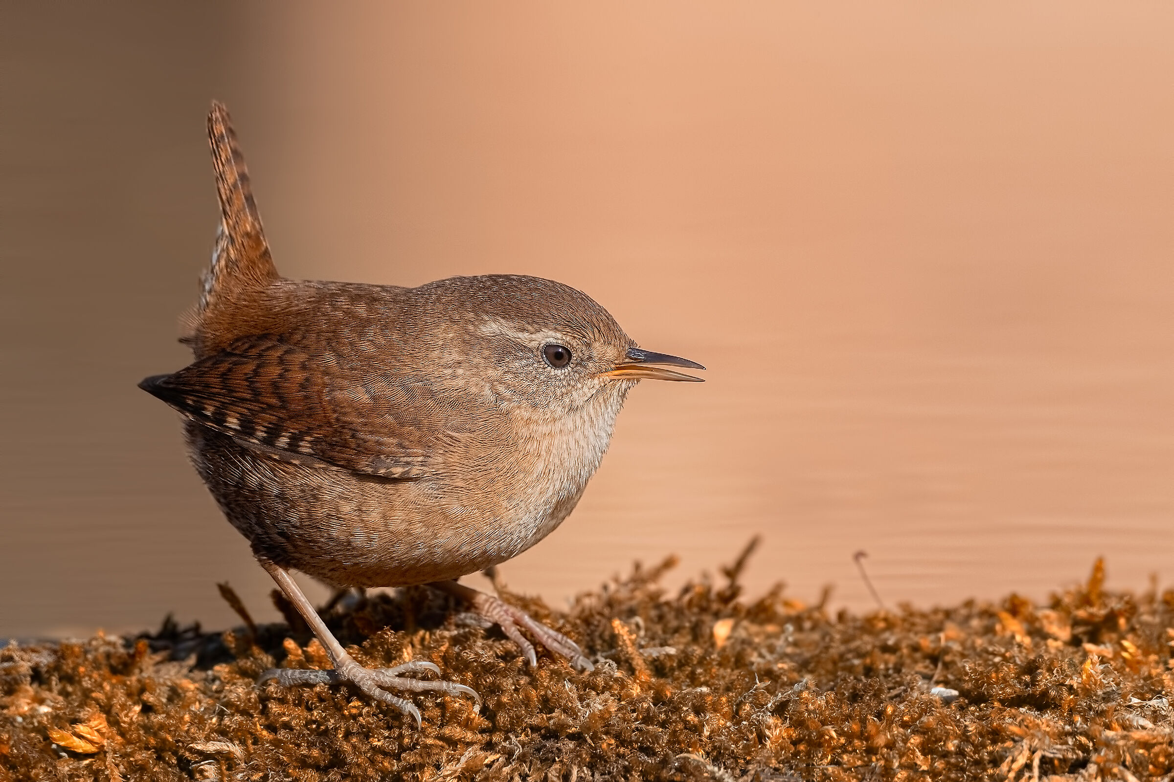 10 cm x 10 grammi di agilità