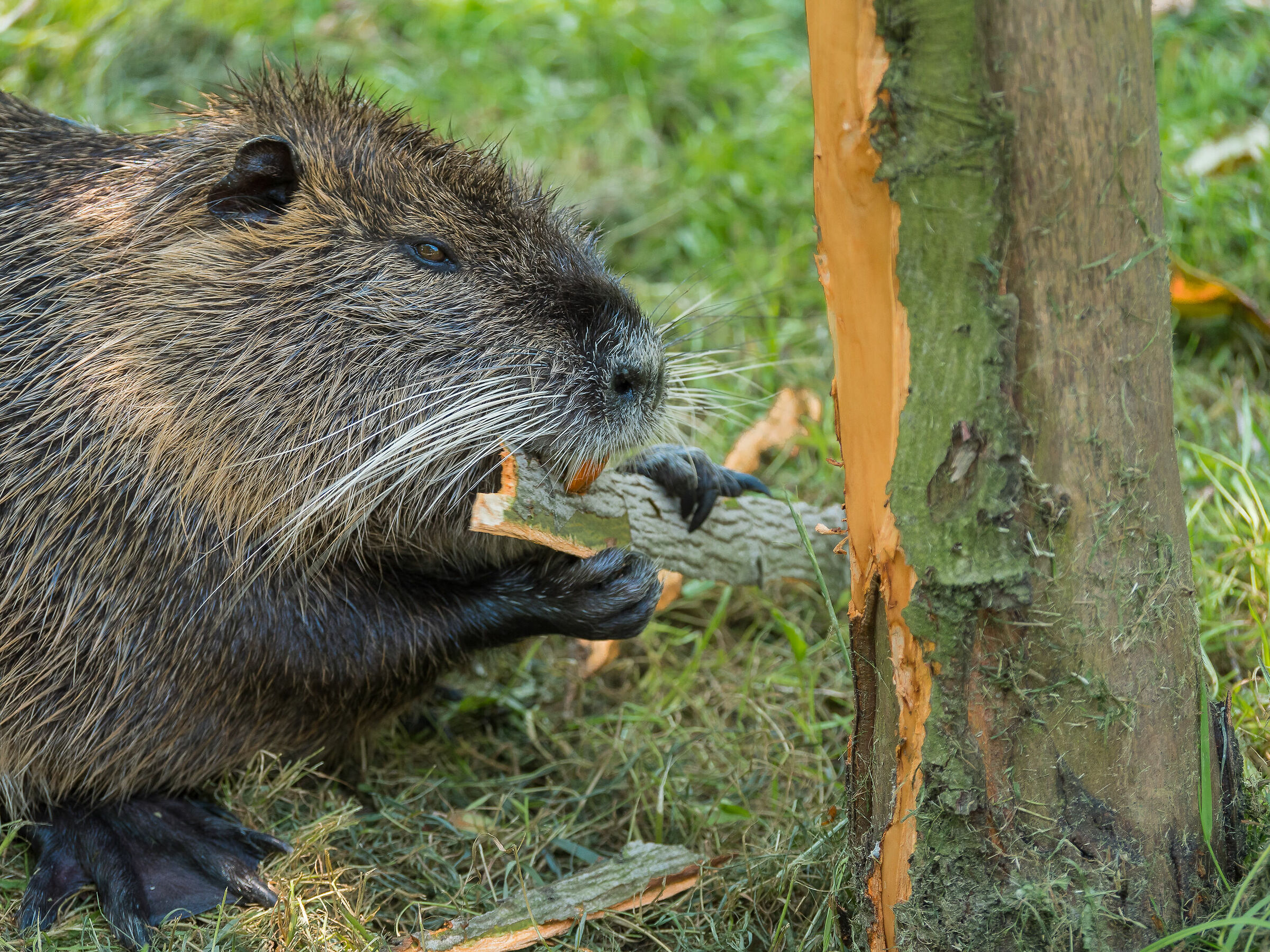 te lo dico di nuovo sono una Nutria non un Castoro.....