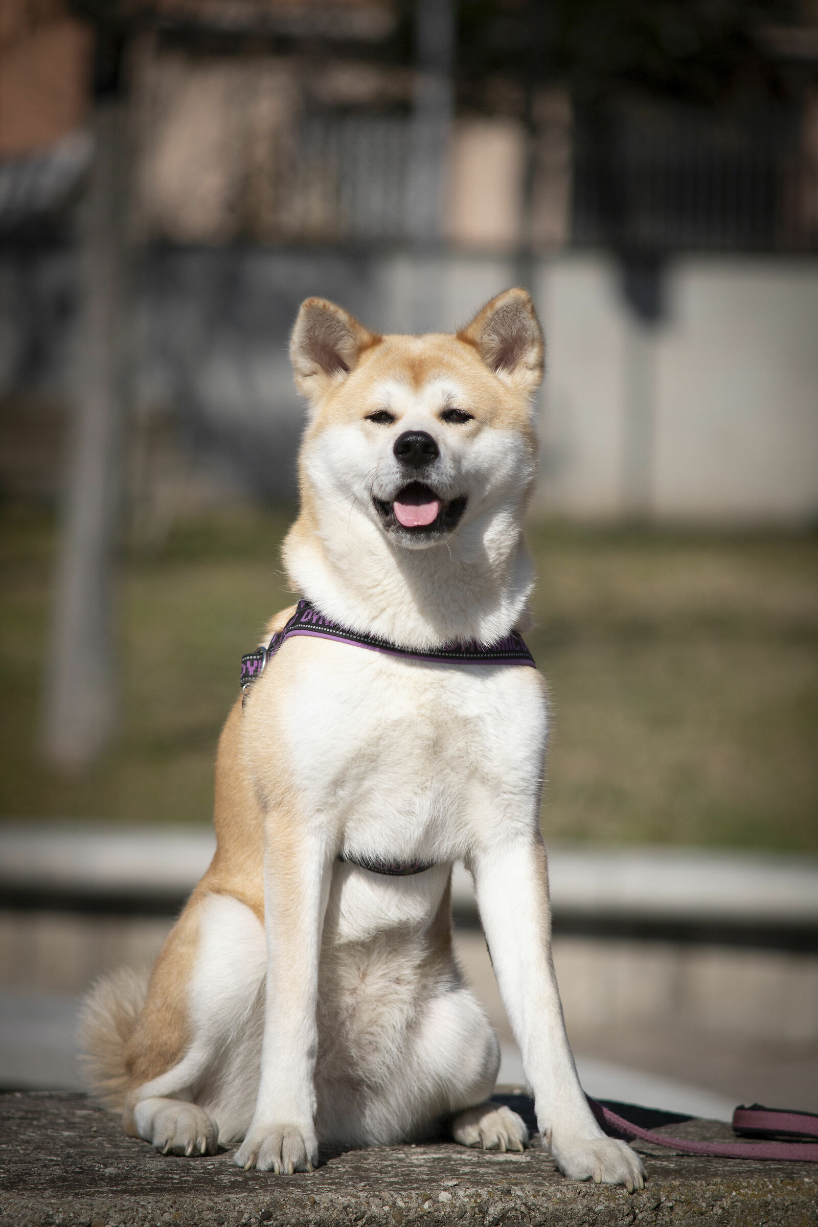 Yumi vs Pentax 200f4