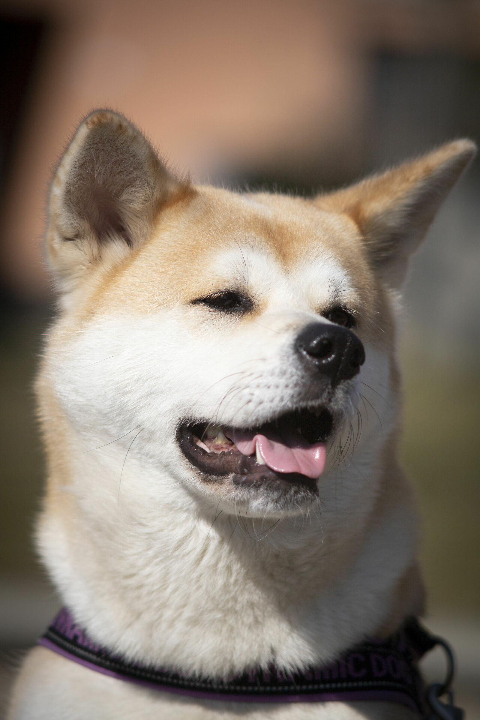 Yumi vs Pentax 200f4