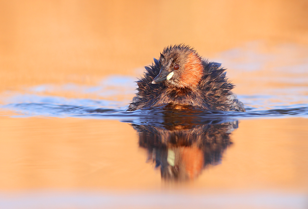 Little Grebe