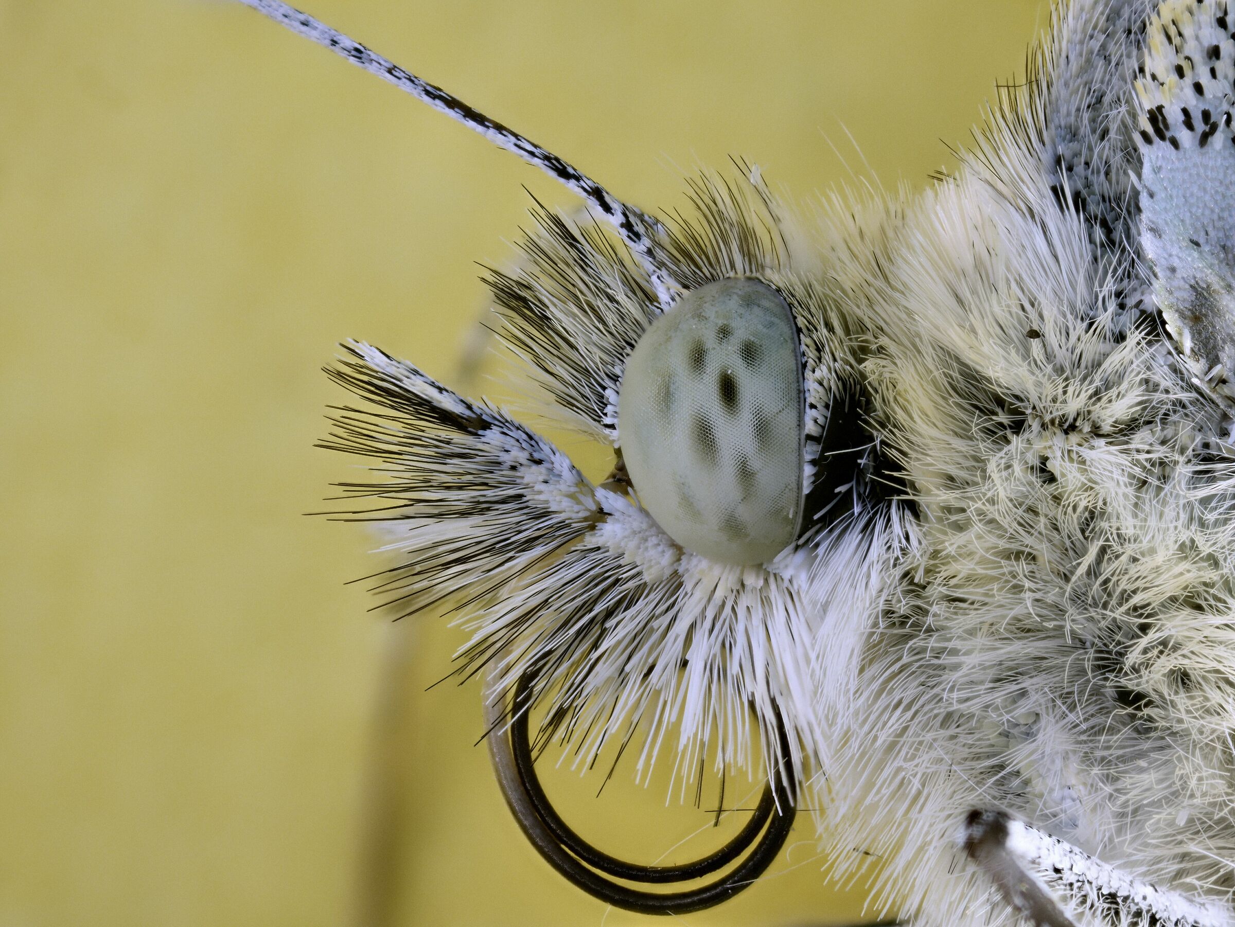 Lepidoptera > Pieridae > Pieris rapae