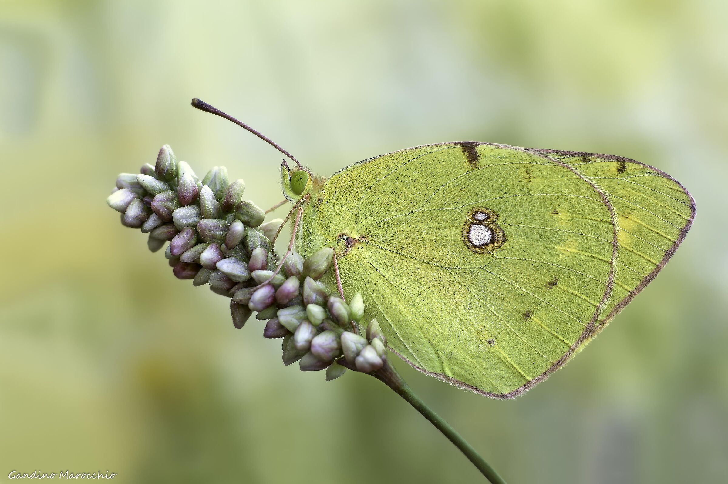 Colias crocea