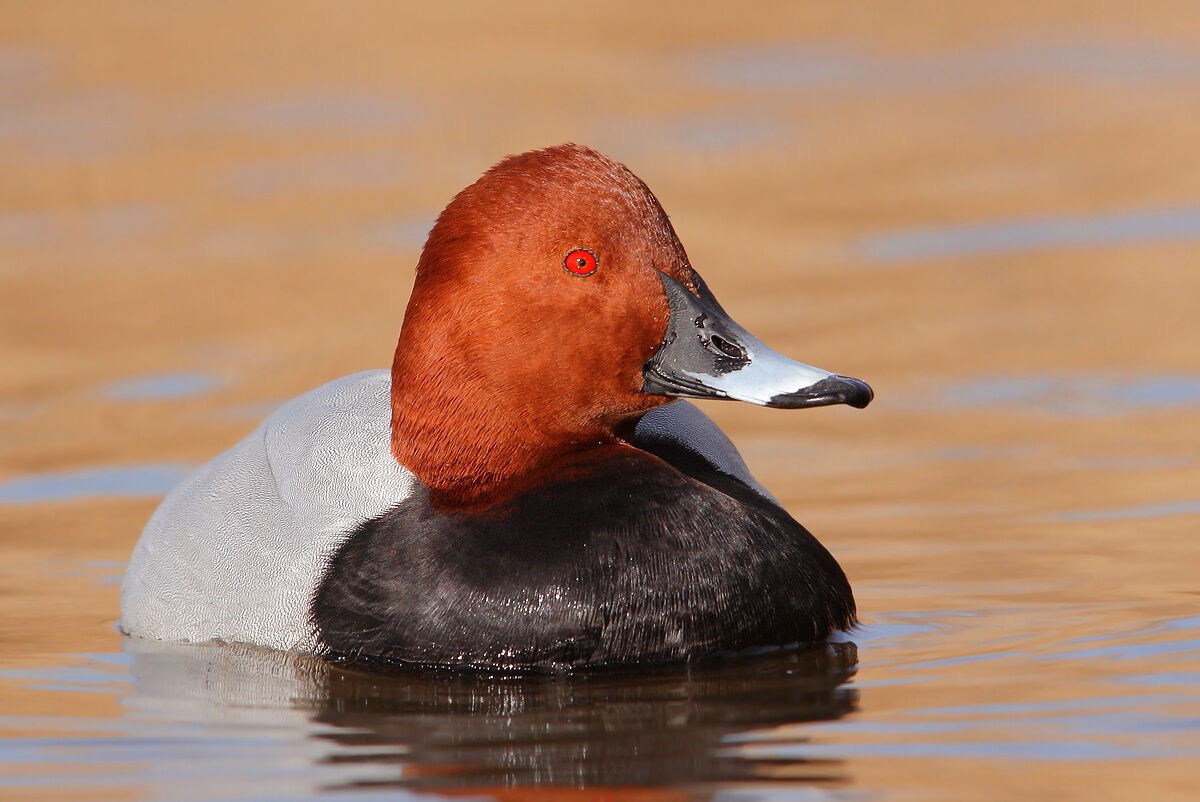 Pochard