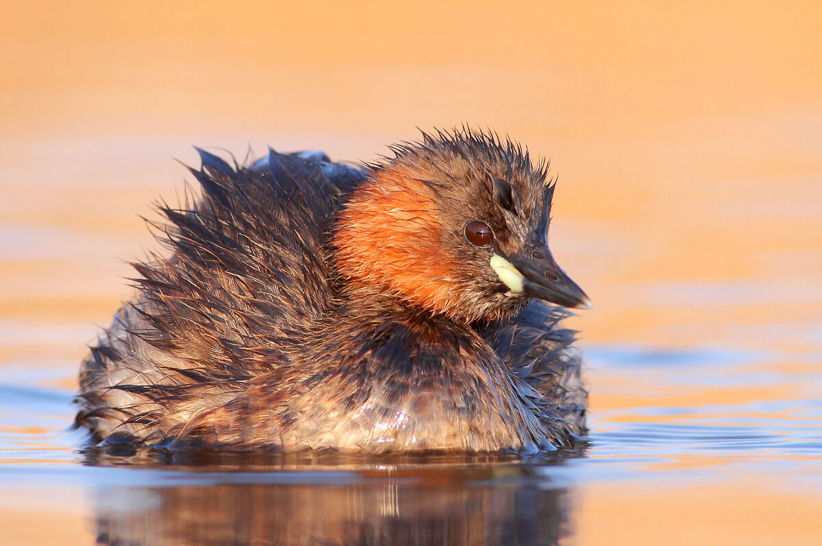 Little Grebe