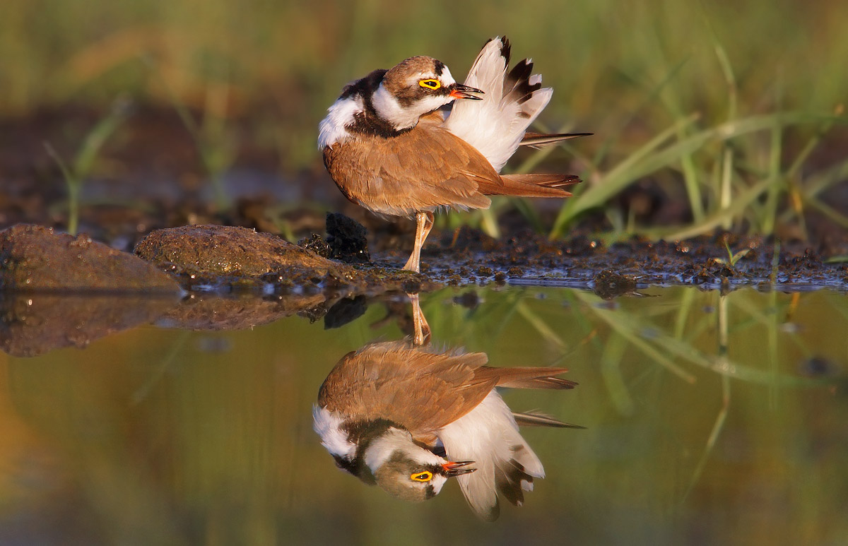 little ringed plover
