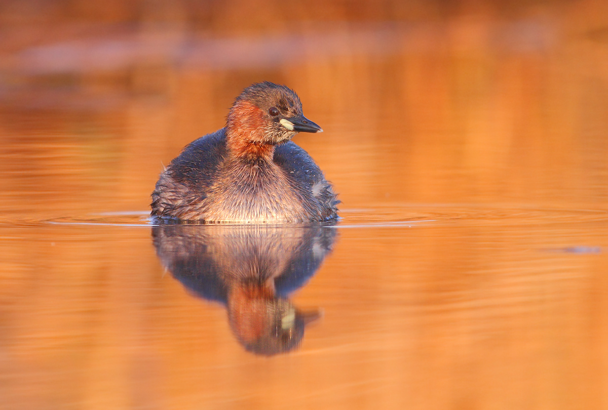 Little Grebe