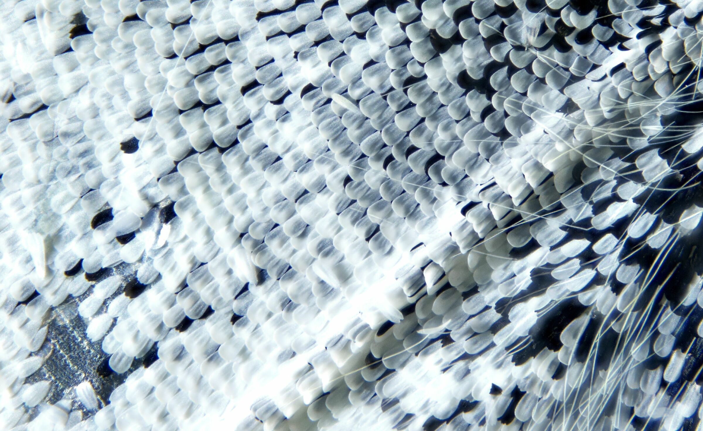 Pieris rapae Wing scales (detail) 1