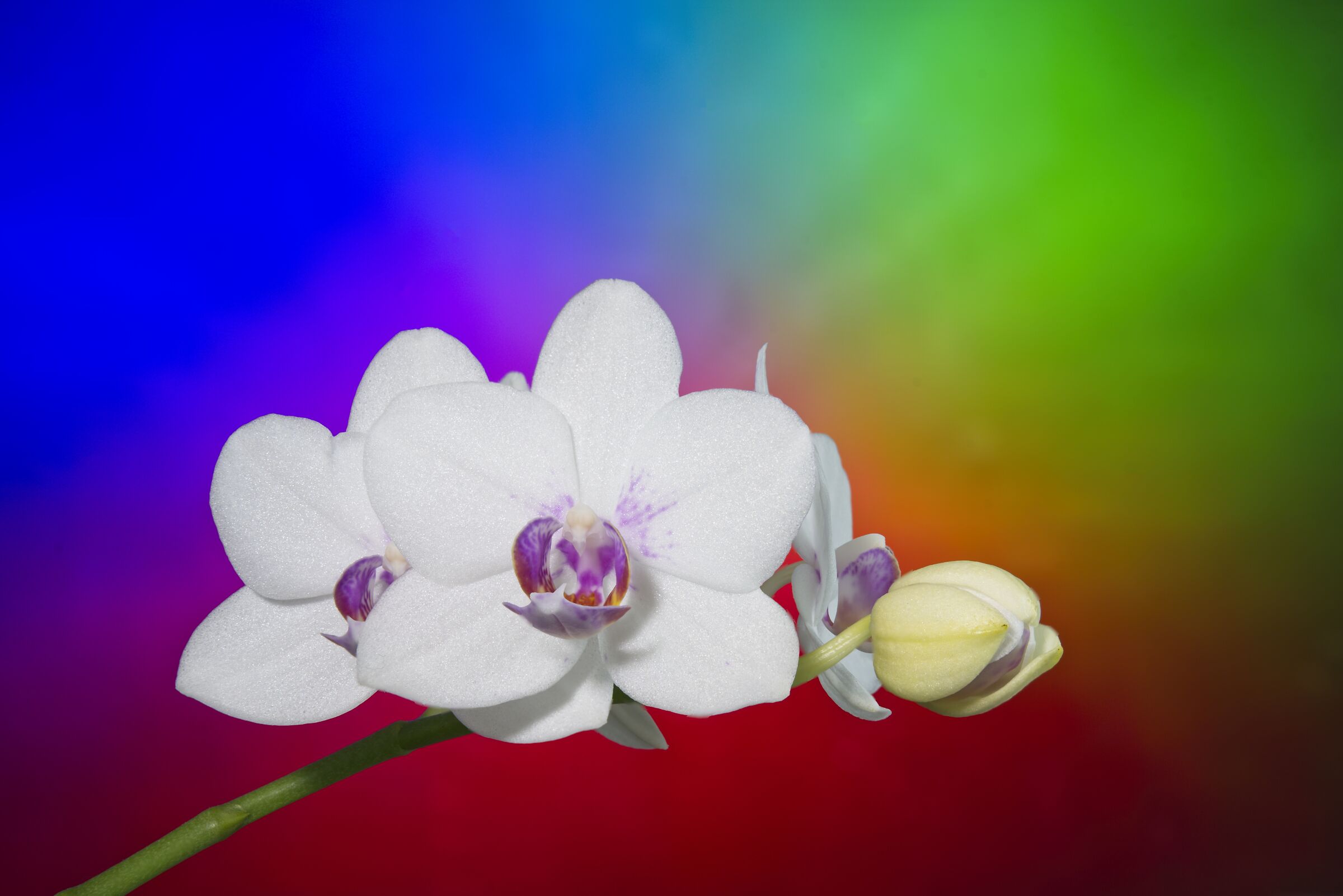 orchidea 1