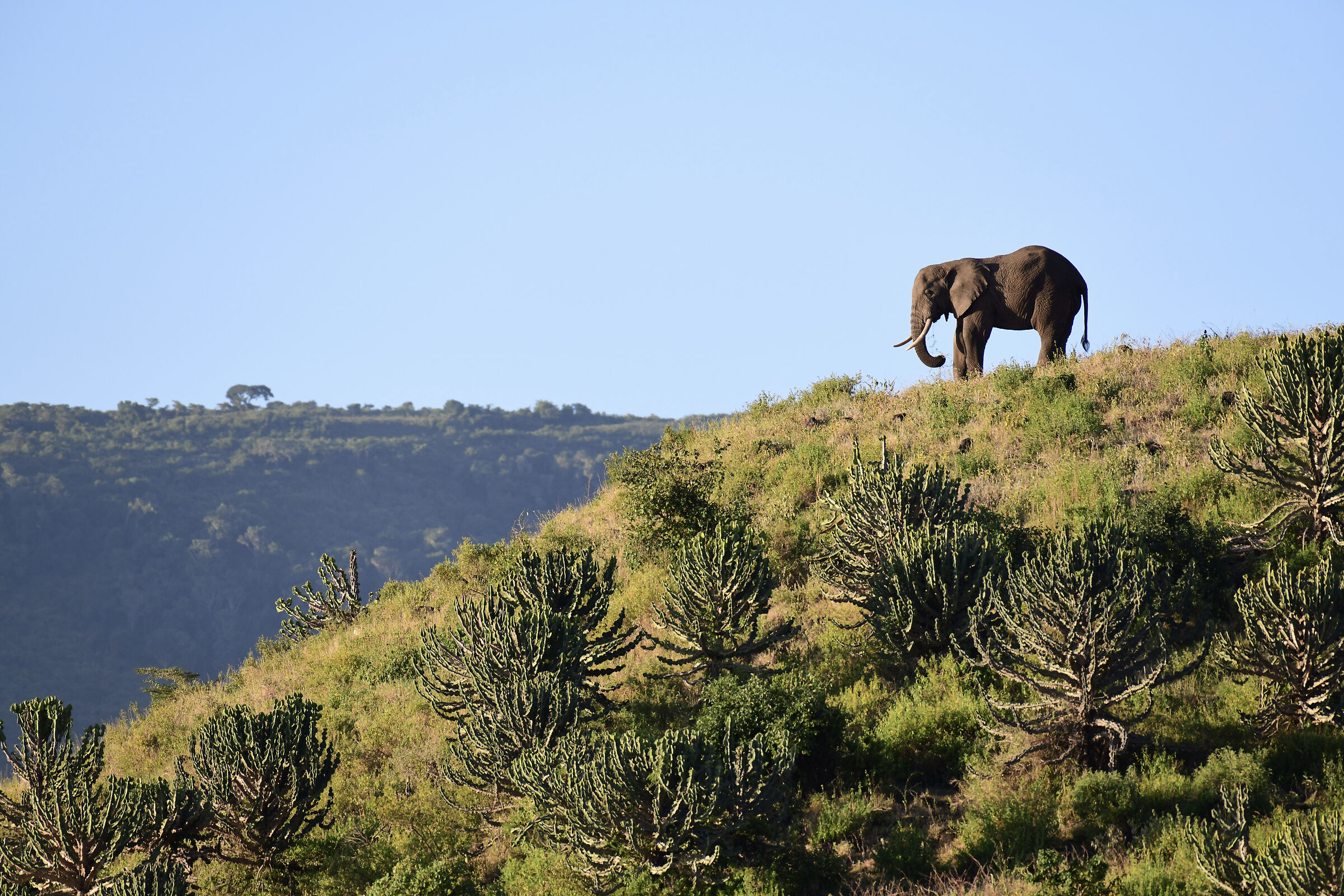 Elephant on crater border