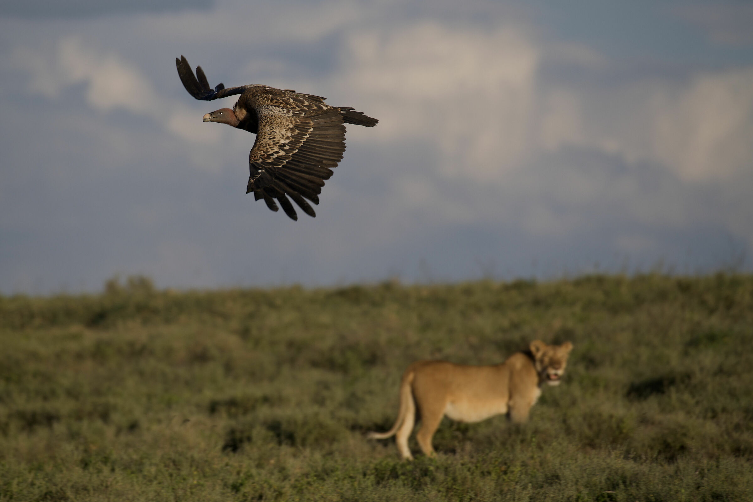 Vulture on the Run