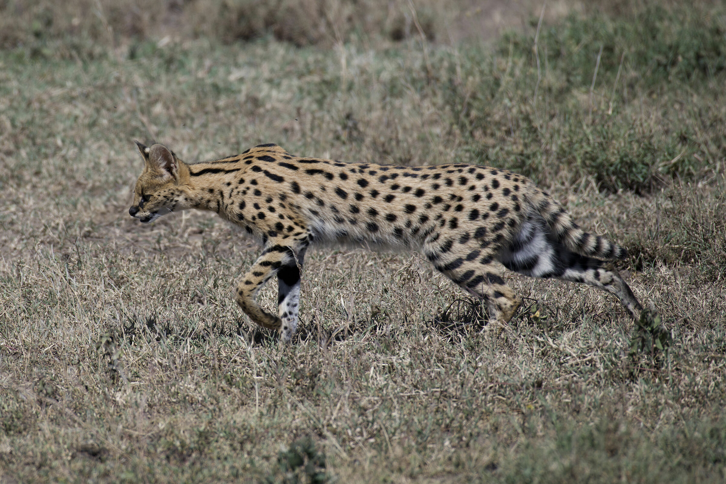 Serval